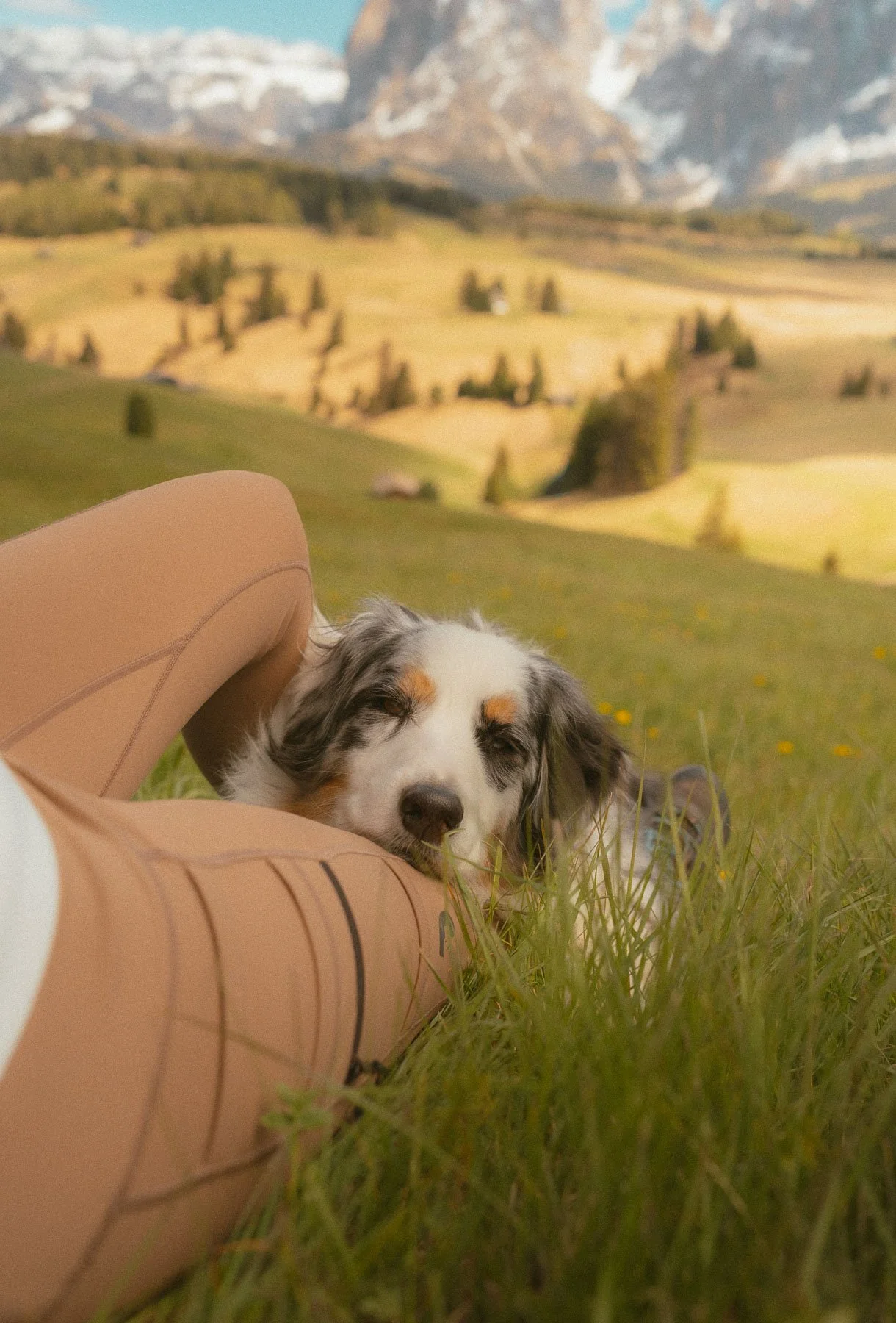Een schattige border collie puppy ligt dicht bij een koperkleurige tas in een grasveld, met een bergachtig landschap op de achtergrond.