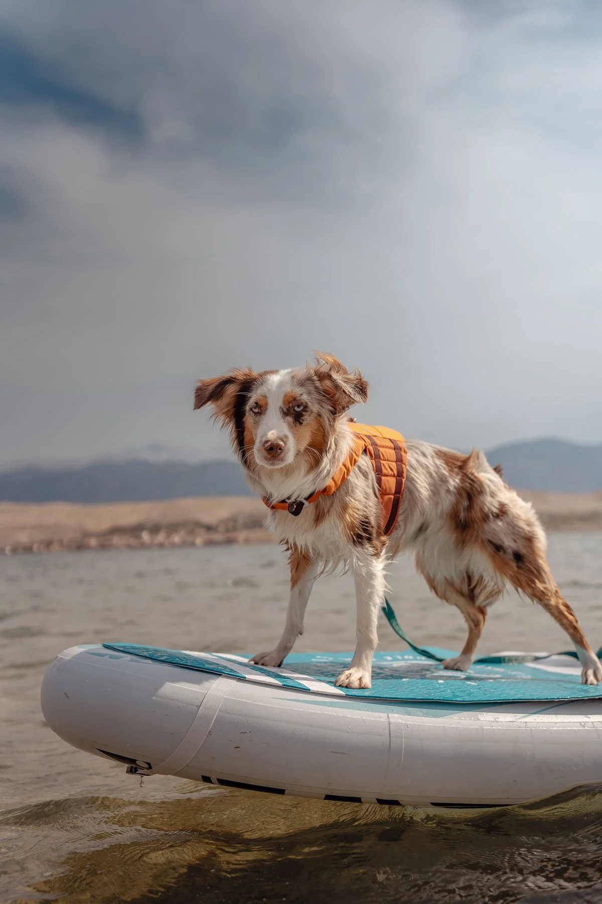Commercial dog photography highlighting a dog confidently standing on a paddleboard