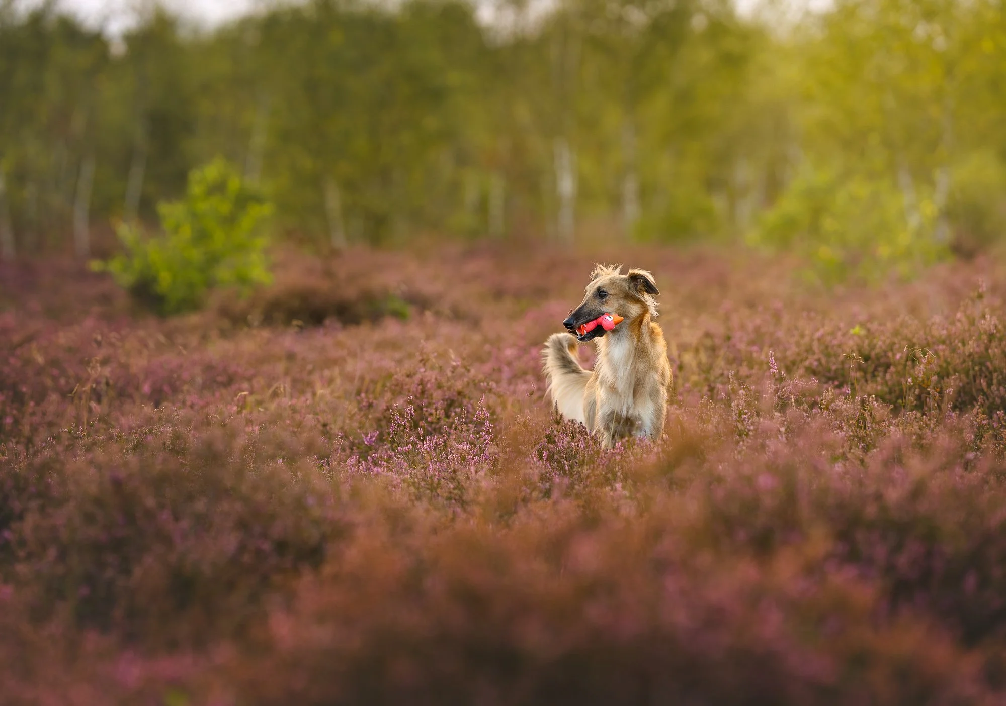 Een hond die in een roze-paars bloemenveld staat met bomen op de achtergrond en een rood-zwart speeltje in zijn bek houdt.