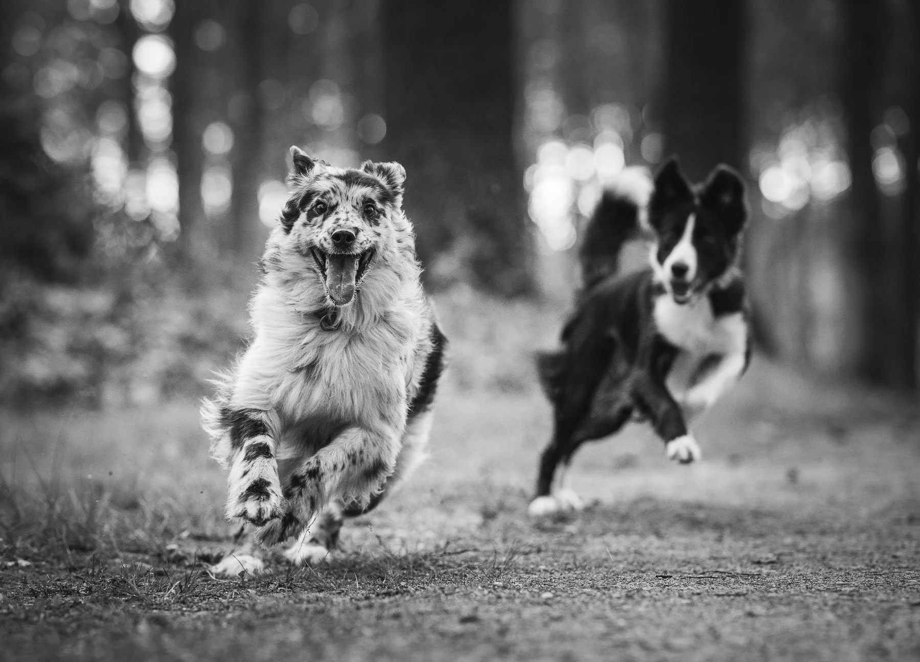 Australian shepherd en border collie rennend in het bos