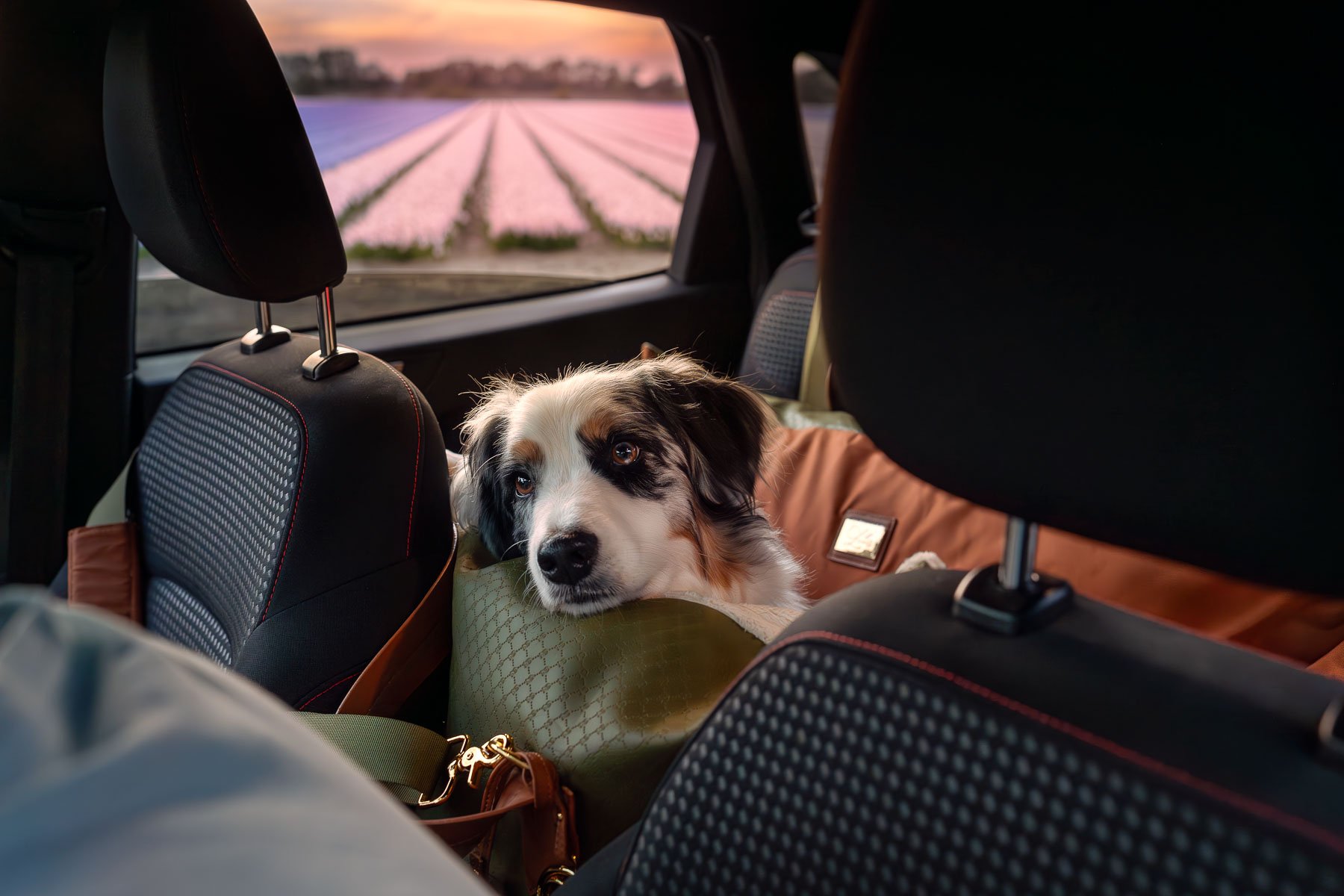 Premium product photography featuring a dog resting inside a luxury travel bag during sunset. Designed for high-end pet brands seeking aspirational, polished visuals.