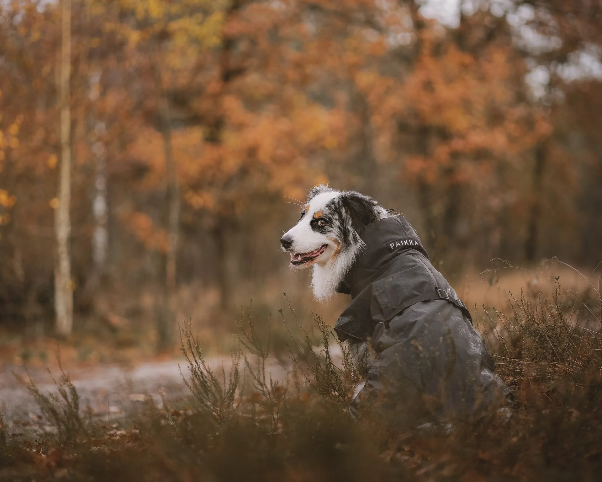 hond-jas-winter-oss.jpg