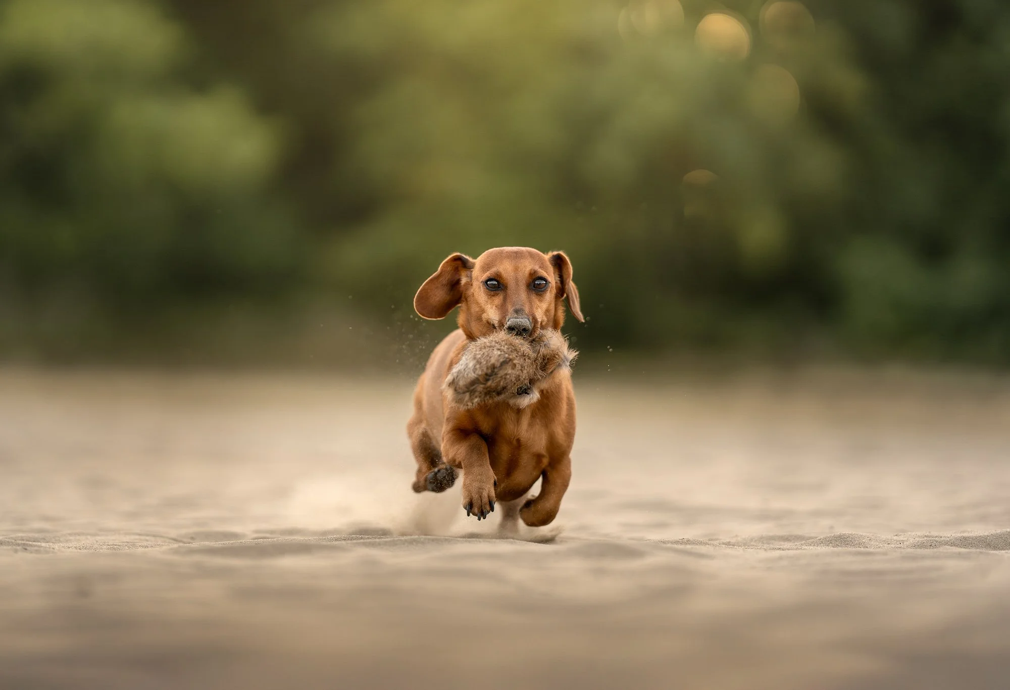 Een bruine teckel die over een zanderige ondergrond rent terwijl hij een pluchen speeltje in zijn bek houdt, met op de achtergrond wazige groene bomen.