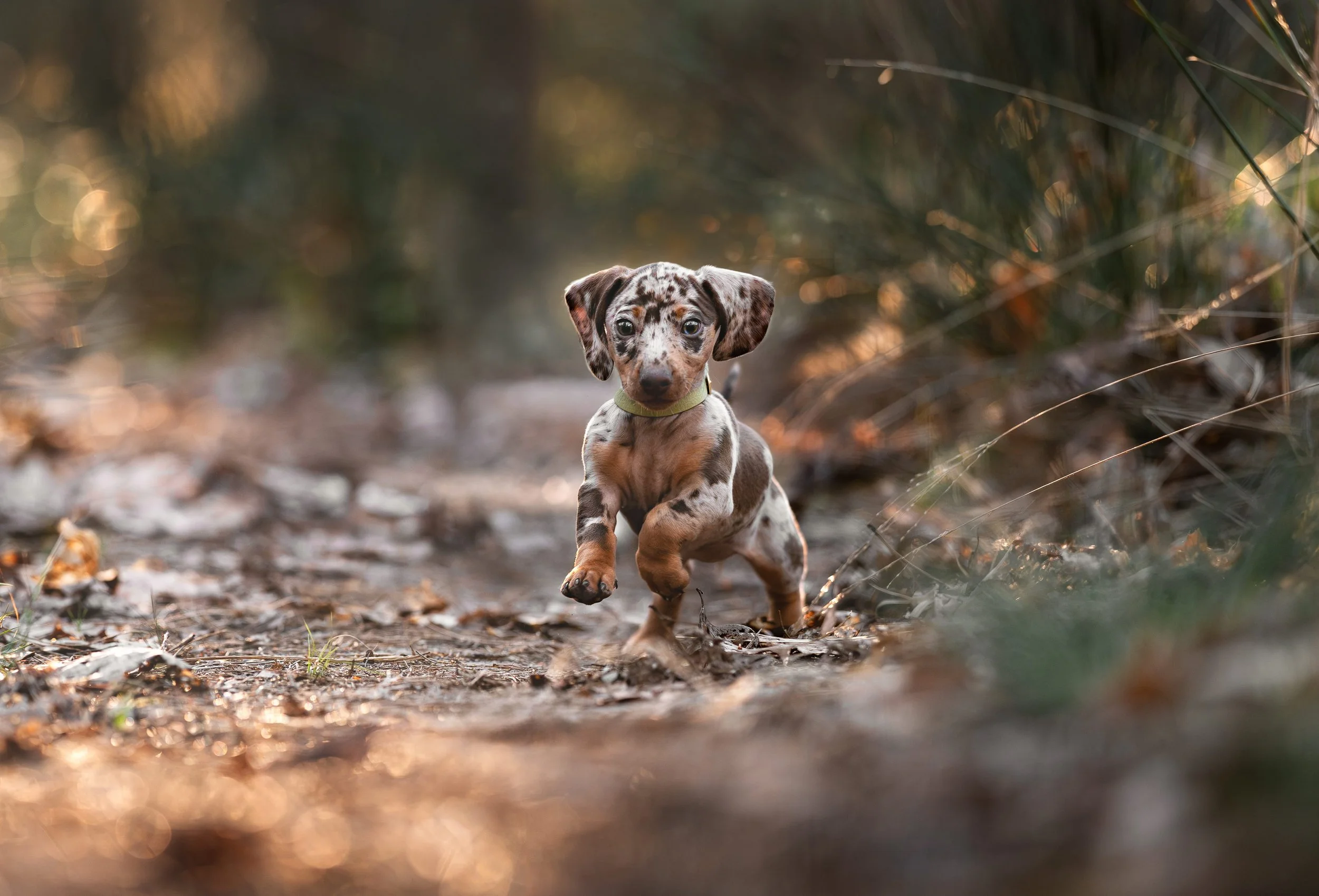 Een jonge puppy met een gevlekte vacht rent door een bos met bladeren op de grond.