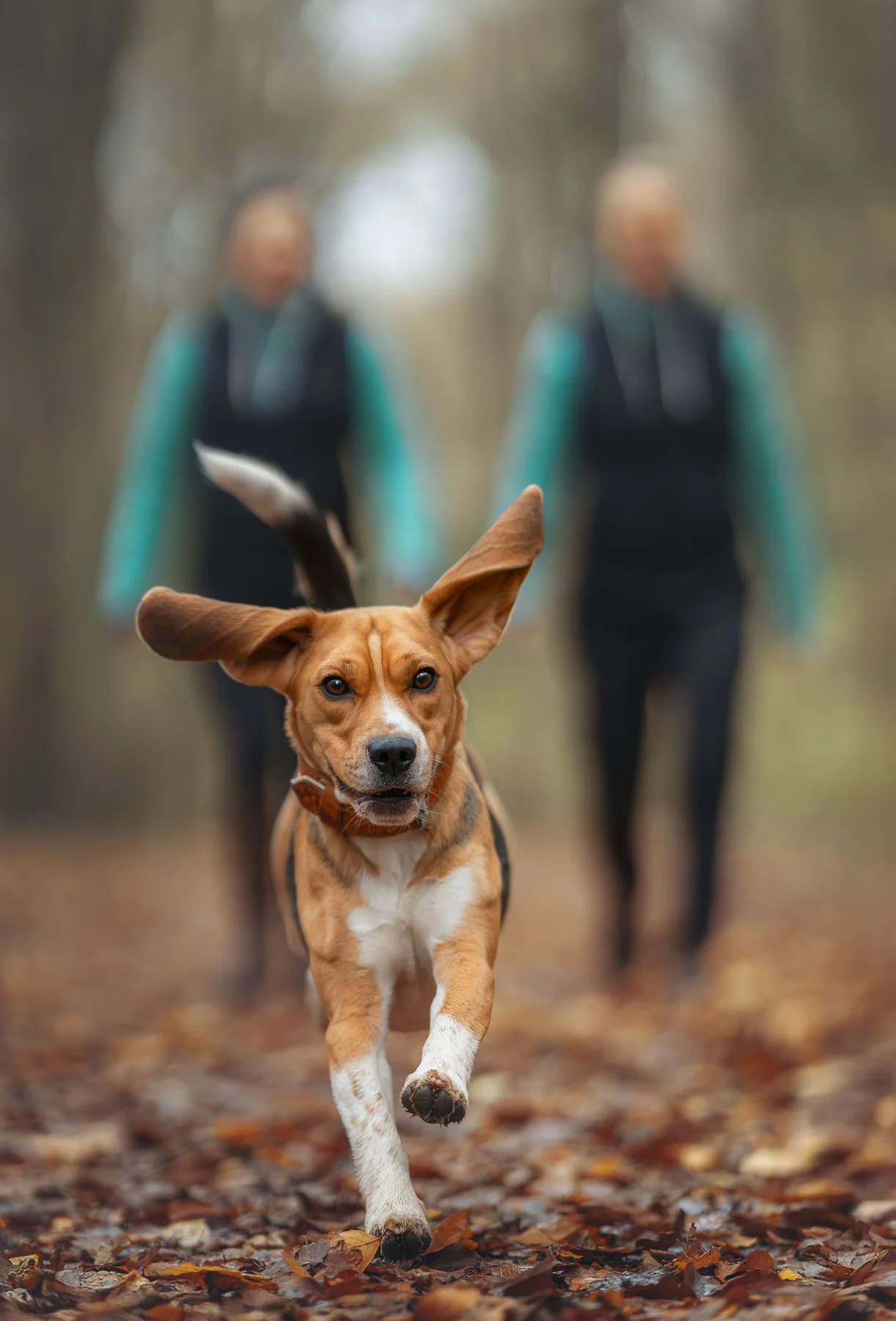 Een hond die naar de camera toe rent, met twee vrouwen die daarachter over een bospad lopen in de herfst.