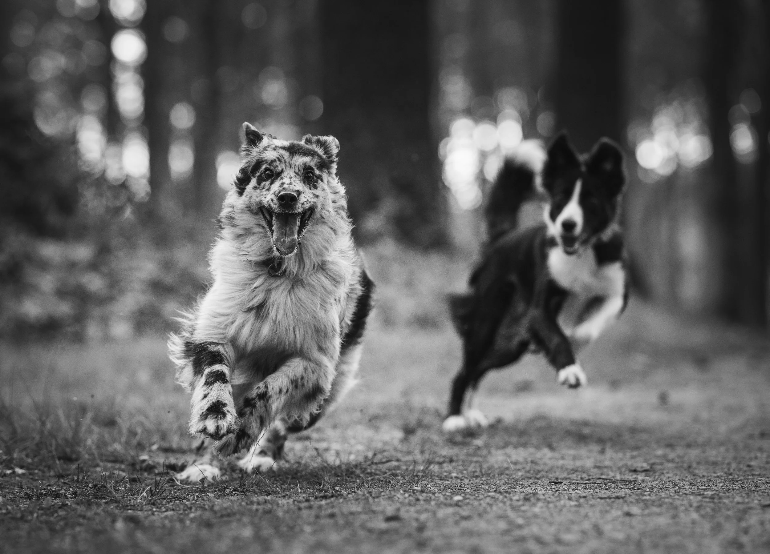 Twee honden rennen over een bospad, één Australian Shepherd met merle vacht en één zwart-witte border collie.