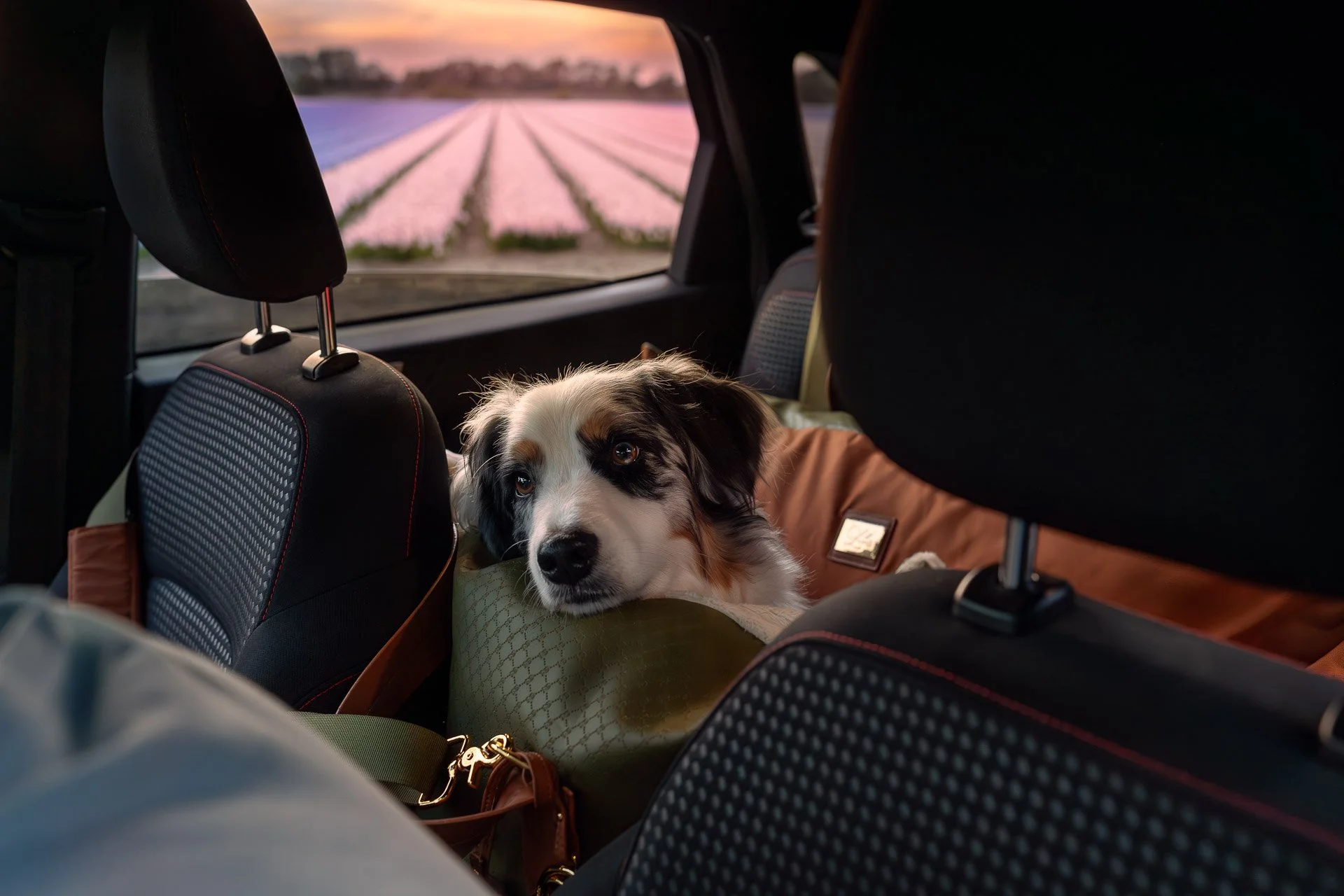 auto-hond-kussen-oss.jpg