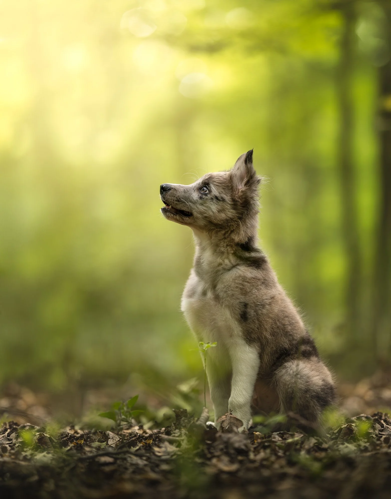 puppy hondenfotoshoot