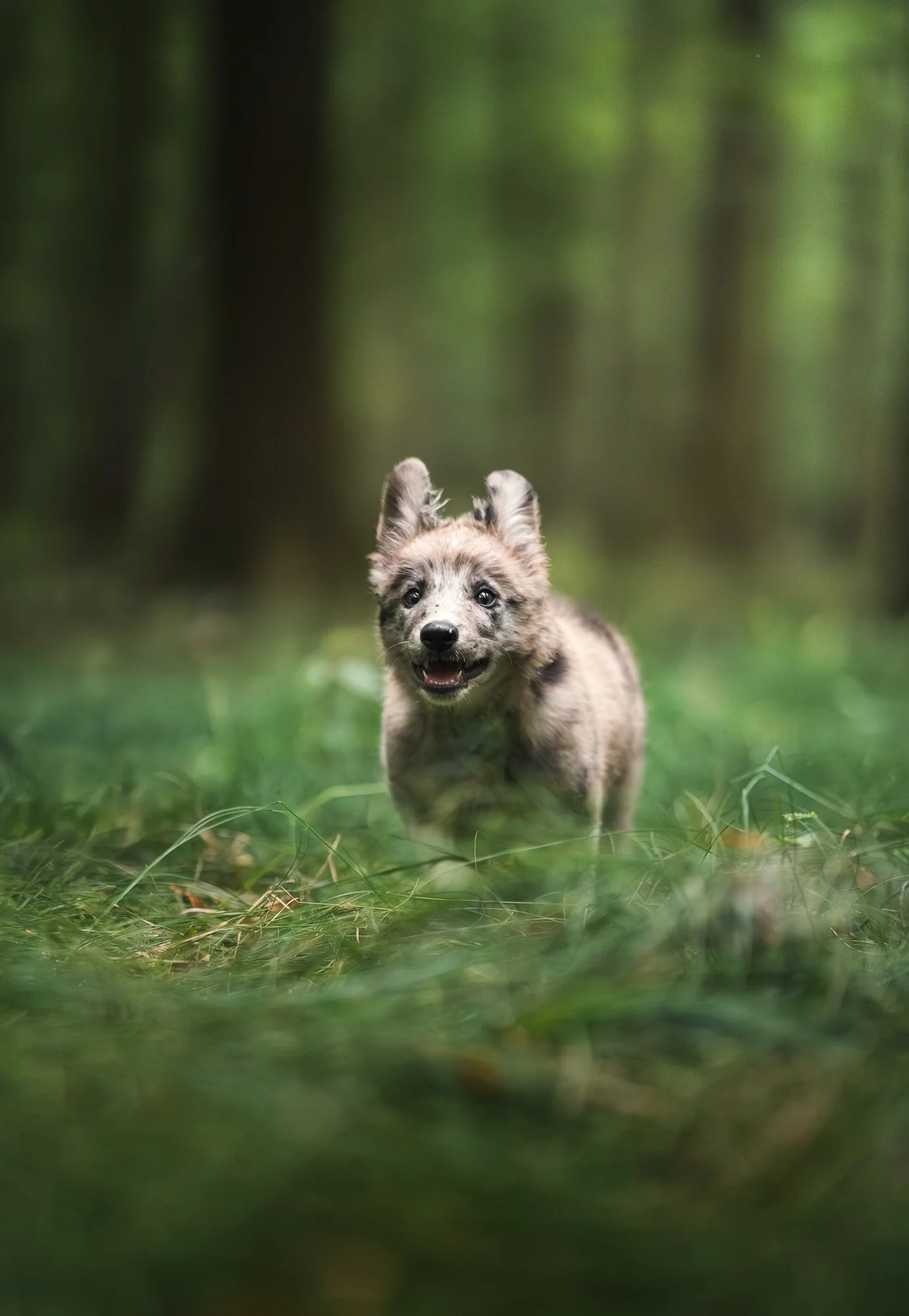 Een jonge husky pup die door een groen bos rent.