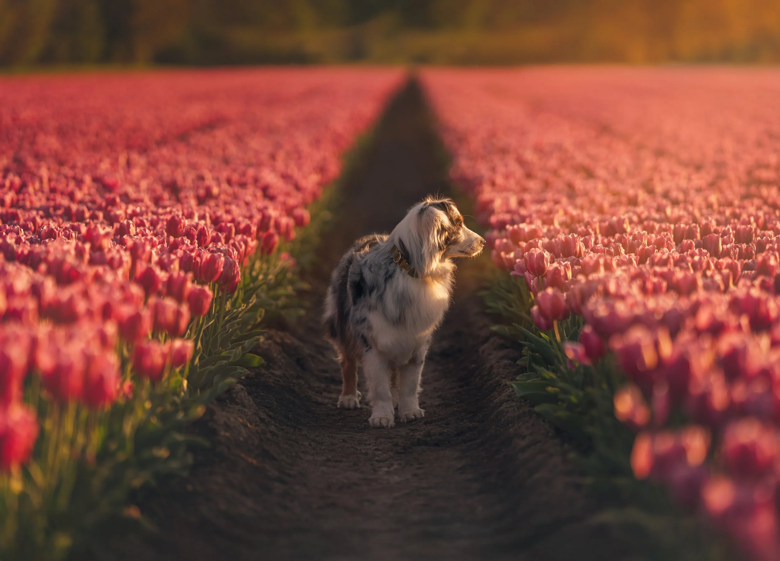 Een hond staat op een zandpad in een uitgestrekt tulpenveld met roze tulpen aan beide kanten en een zonsondergang op de achtergrond.