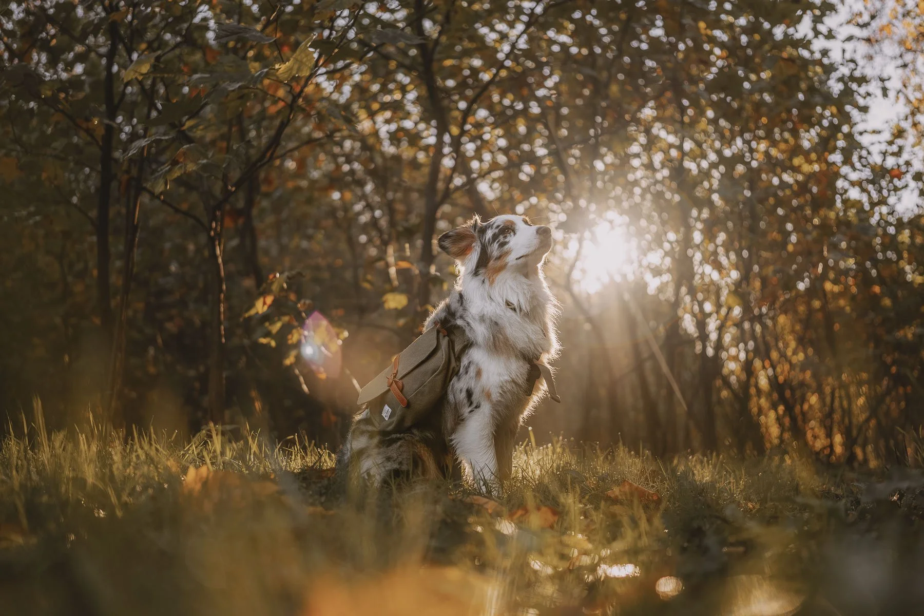 Adventure lifestyle photography of a dog wearing a backpack in a sunlit forest. Ideal for outdoor and pet travel brands focusing on exploration, freedom, and active lifestyles.