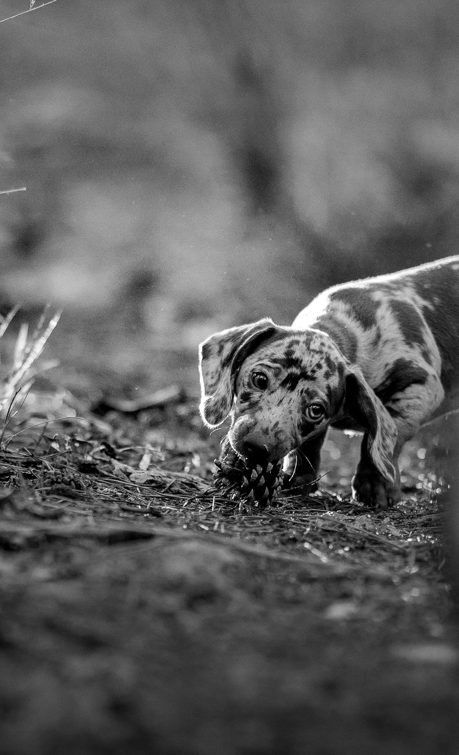 Een babyhond met een vlekkerige vacht die op de grond speelt met een dennenappel in een natuurlijke omgeving.