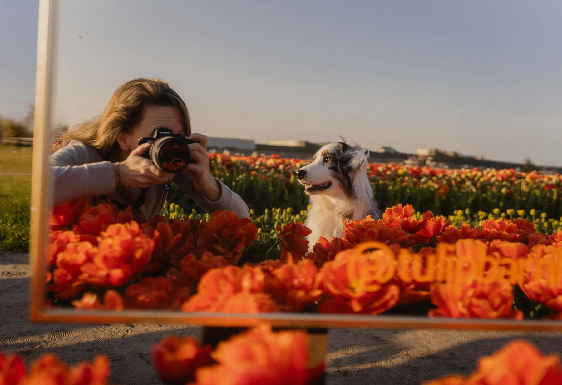 Een vrouw met een camera neemt een foto van een Border Collie in een veld vol oranje bloemen.