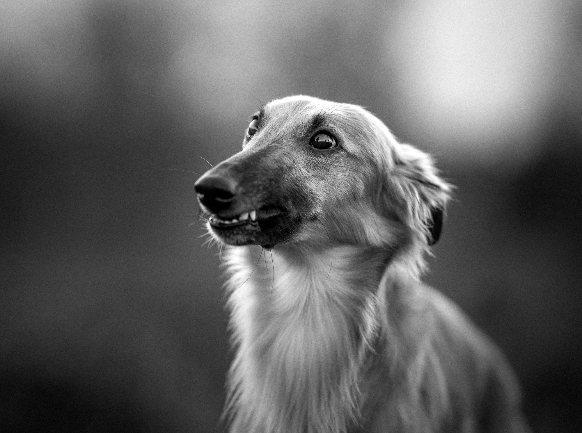 Professionele hondenfotografie van Windsprite hond solo in de heide bij zonsondergang met sfeervol licht. zwart-wit