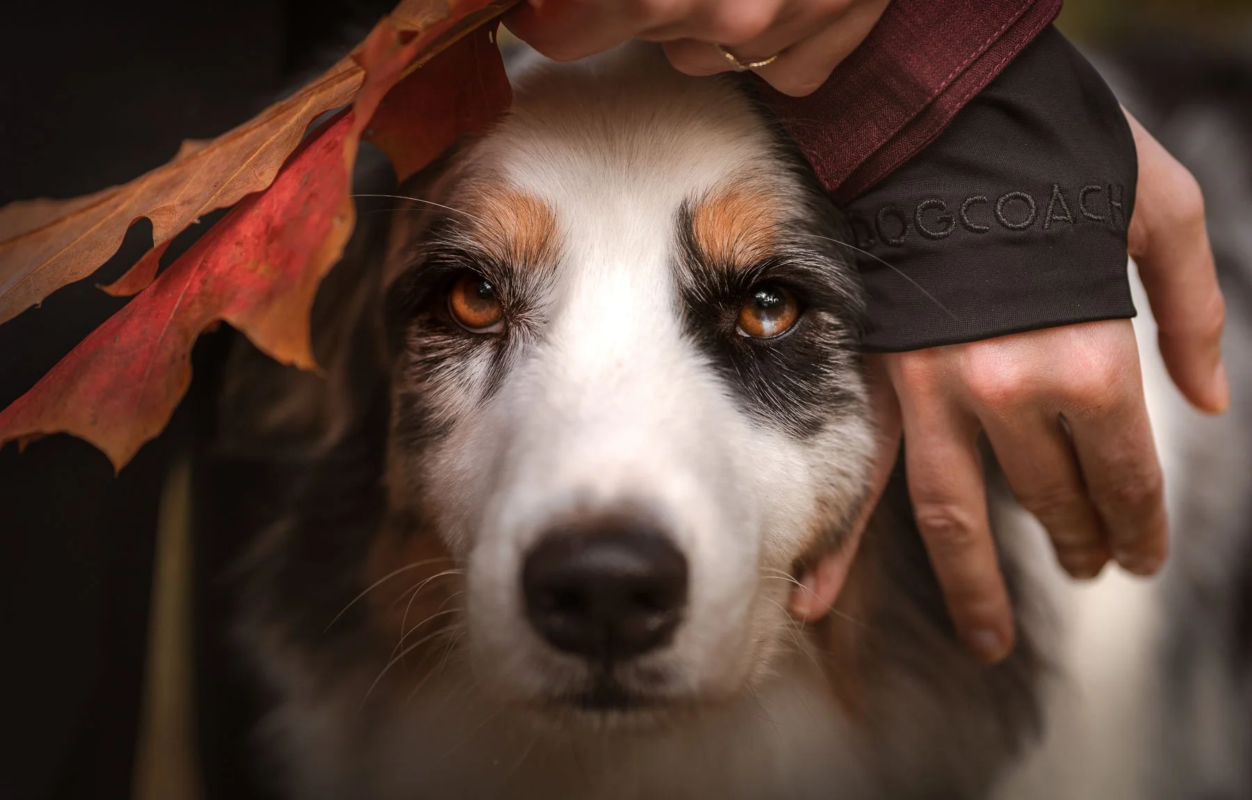 Intimate dog portrait capturing emotional connection between dog and owner, framed with autumn leaves. Perfect for brands that want to communicate trust, care, and emotional bonding.