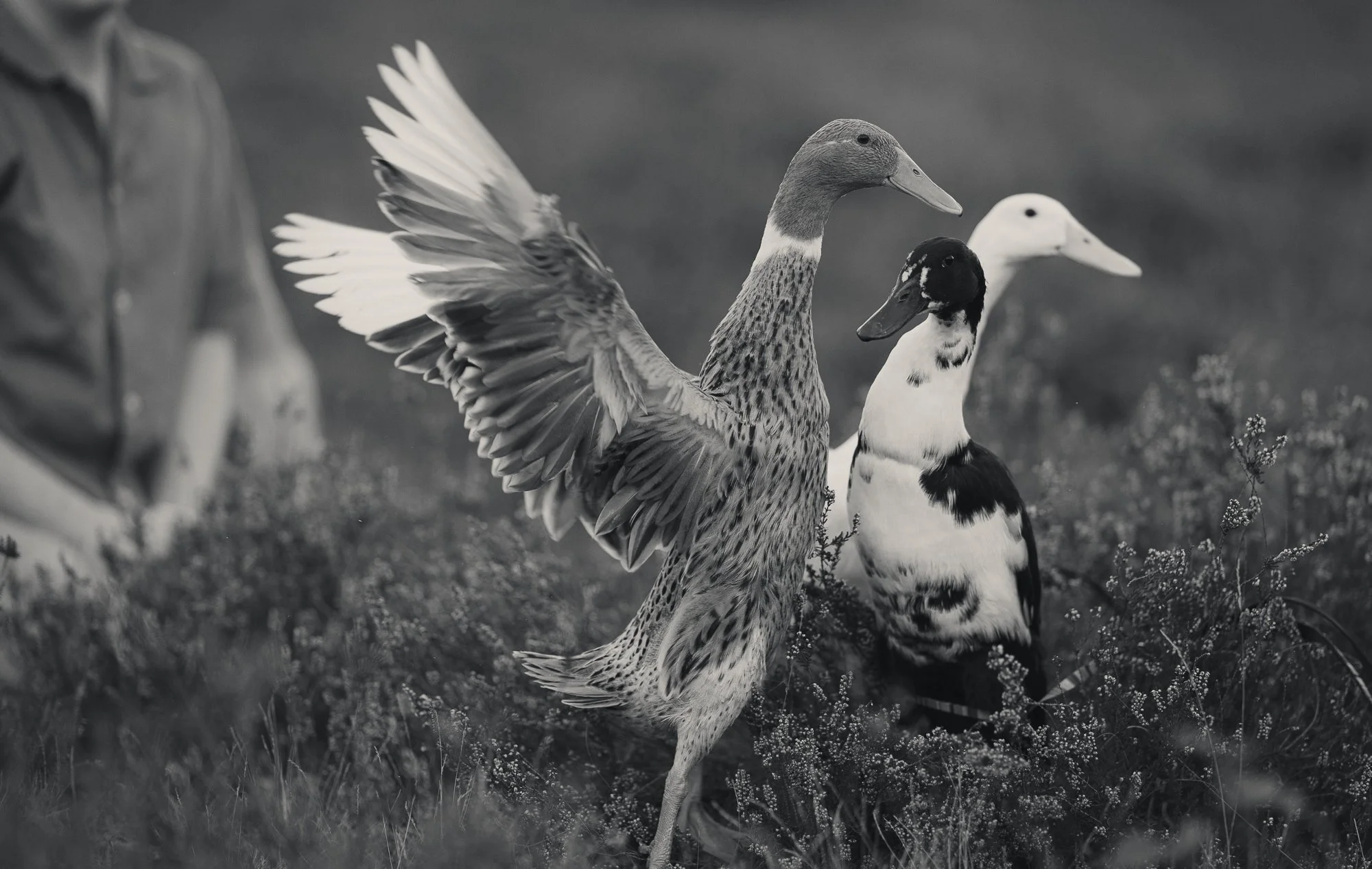 drie eenden zwart wit