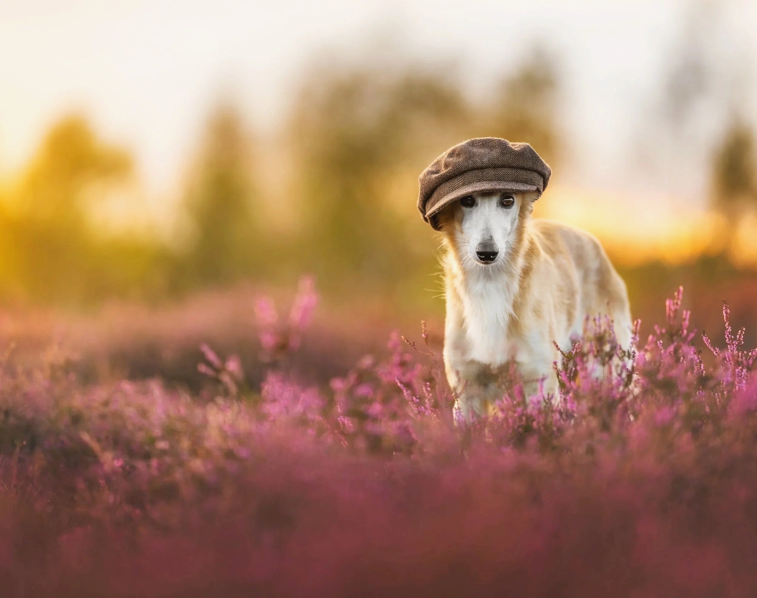 Een hond met een bruine pet op, staand in een veld met roze bloemen, met op de achtergrond vervaagde bomen en een zonsondergang.