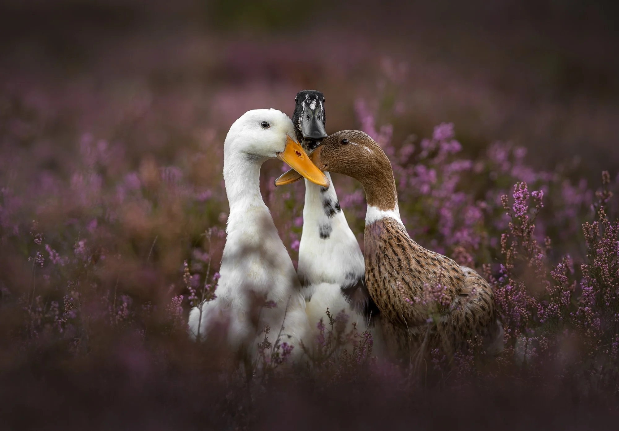 Drie eenden in heide