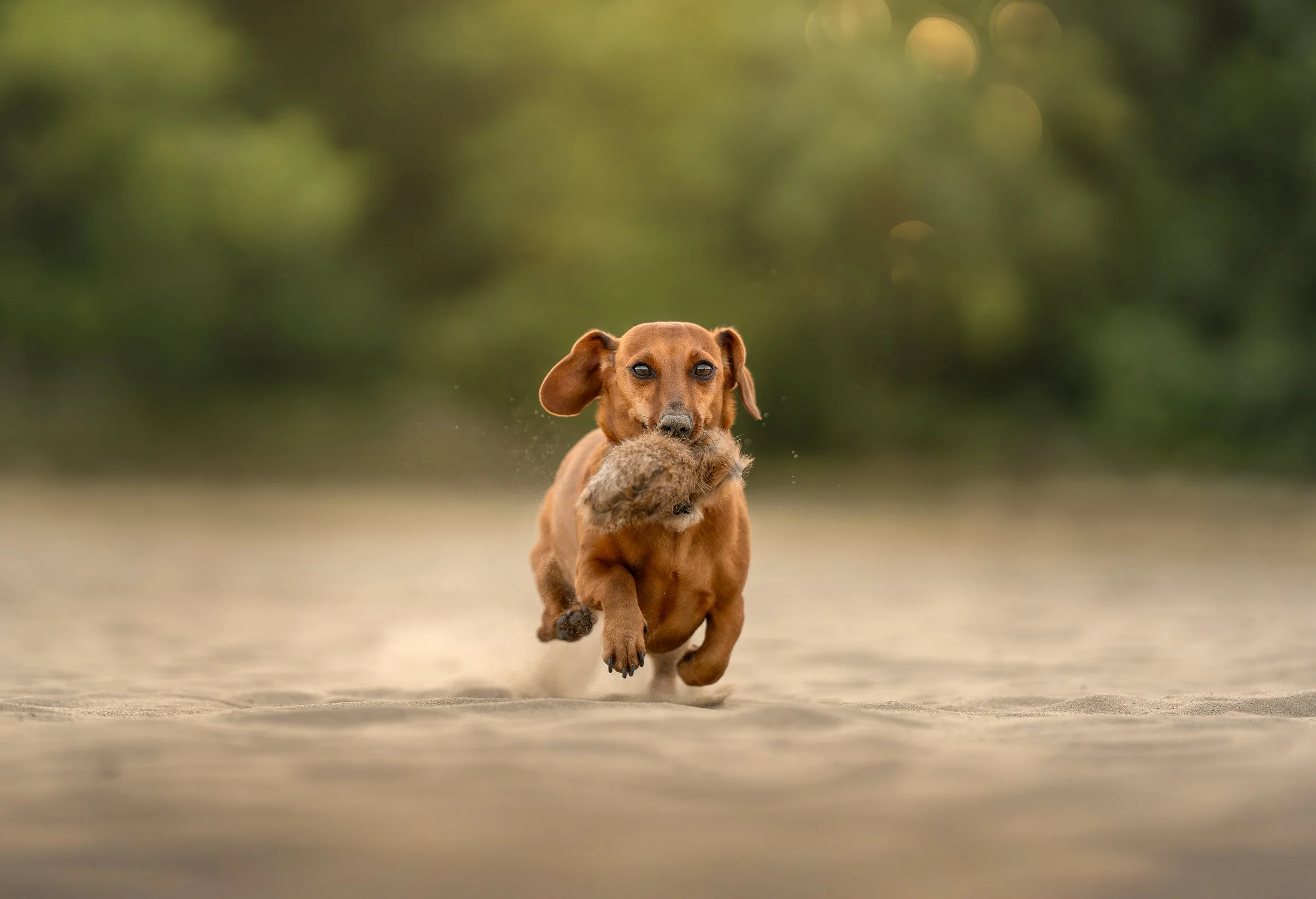 Een teckel rent over een zanderige ondergrond met een pluchen speeltje in zijn bek, met een groene achtergrond.