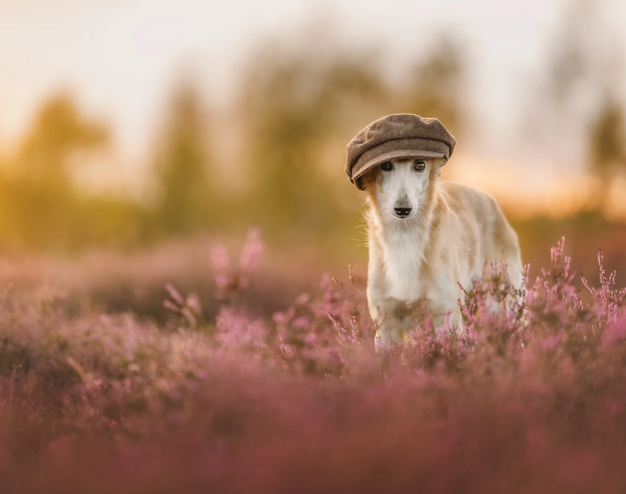“Elegante Windsprite hond solo portret op de heide tijdens zonsondergang met warme tinten en natuurlijk licht.”