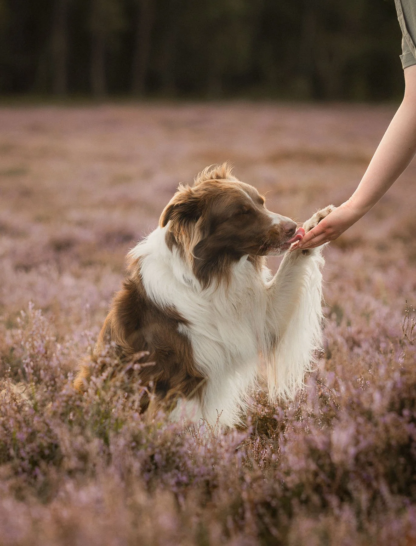 Een hond die een poot geeft aan een persoon in een veld met paarse bloemen.