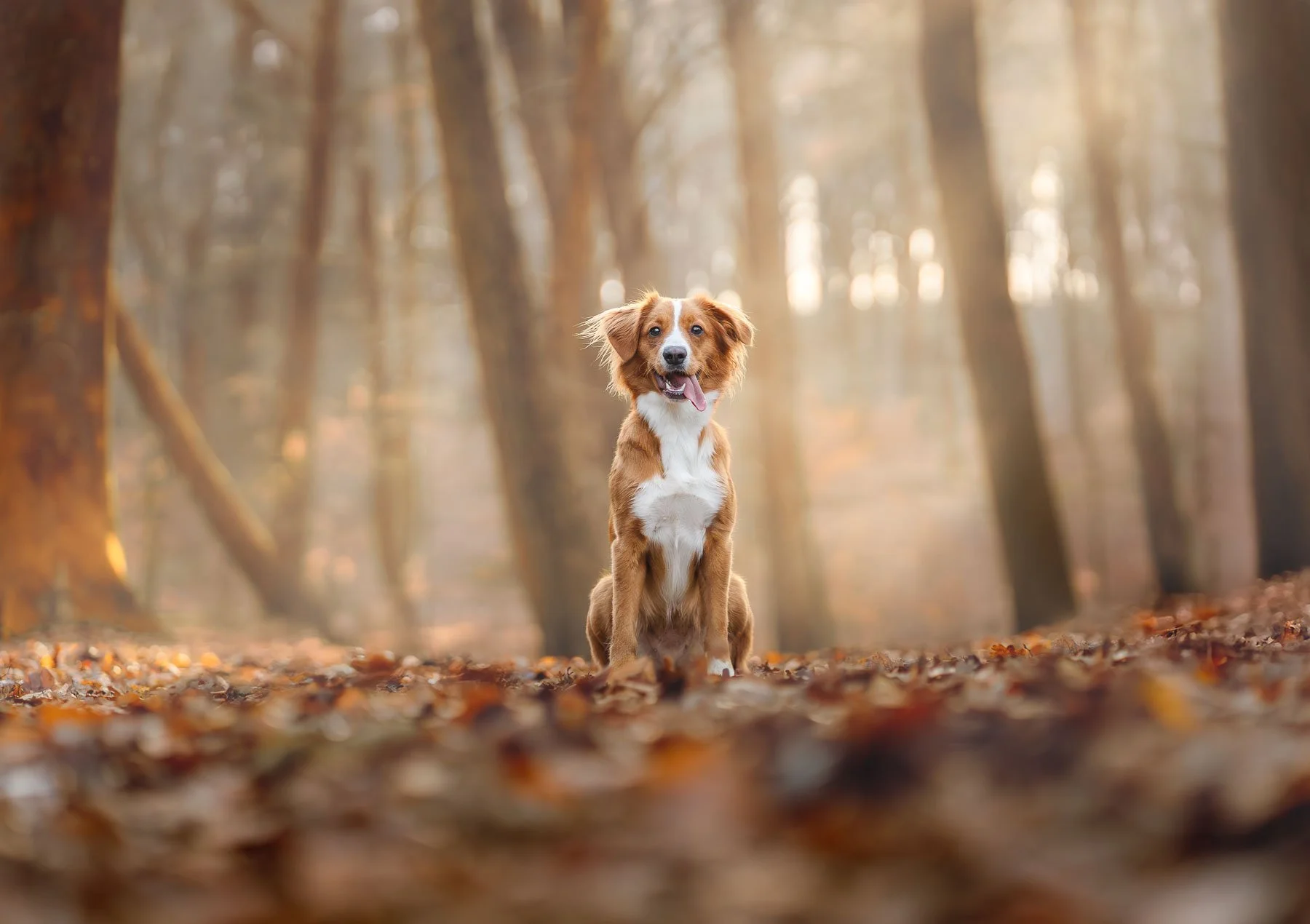 Hondenportret van een jonge hond in het bos tijdens golden hour met warm zonlicht en zachte mist, vastgelegd door een professionele hondenfotograaf