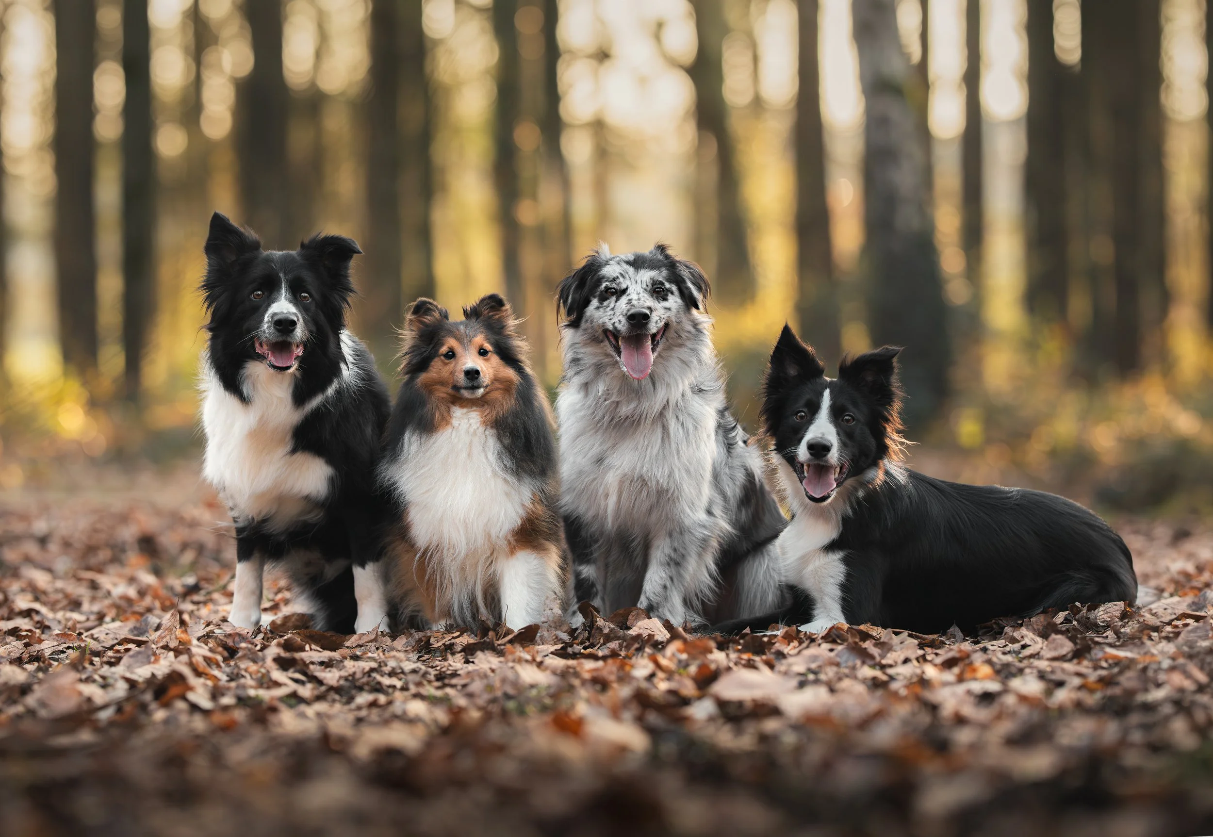 Vier honden zitten op gevallen bladeren in een bos met hoge bomen en zonlicht dat door de takken heen schijnt.