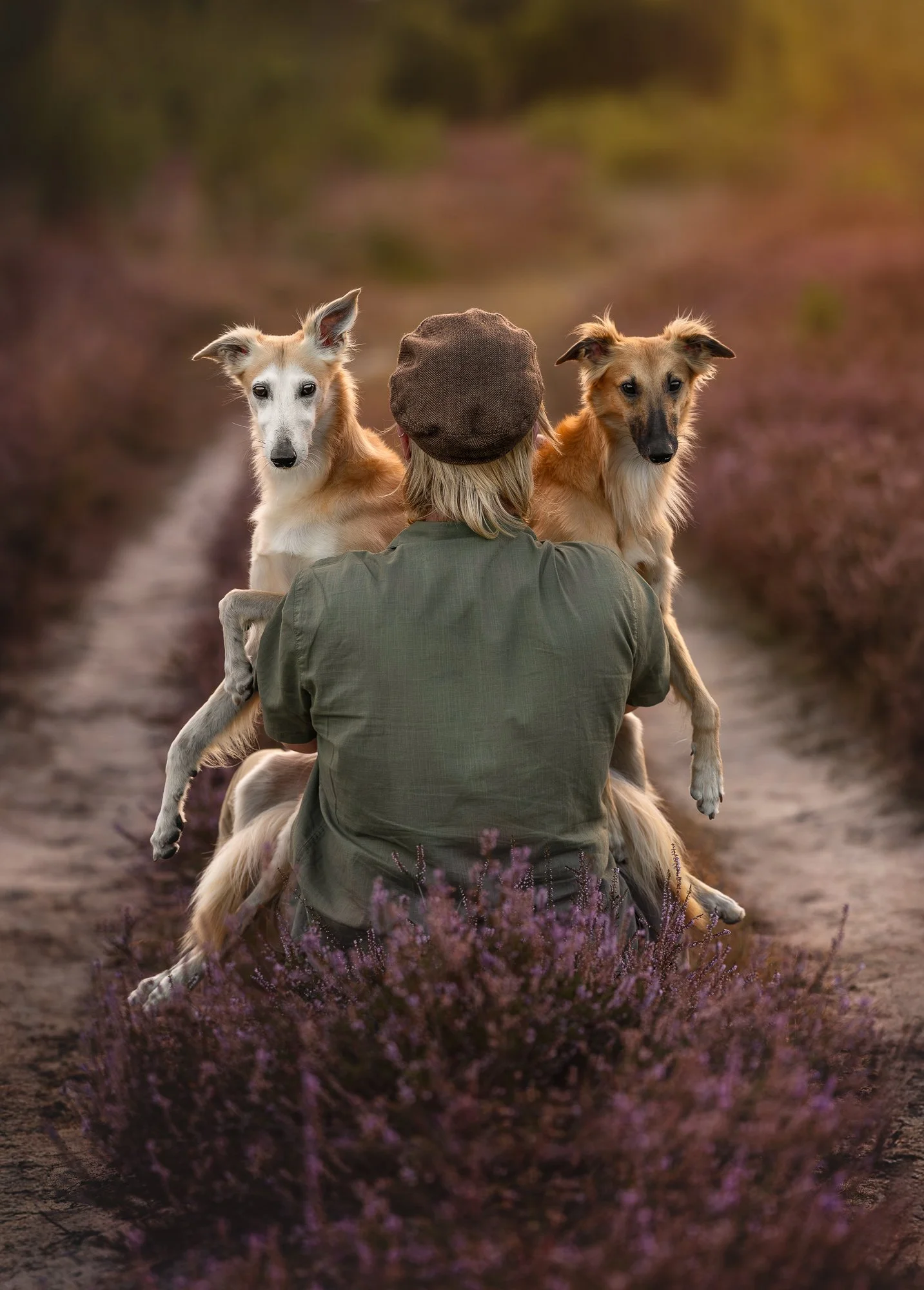 Intieme fotoshoot van eigenaar en Windsprite hond in de heide tijdens een warme zomerse zonsondergang