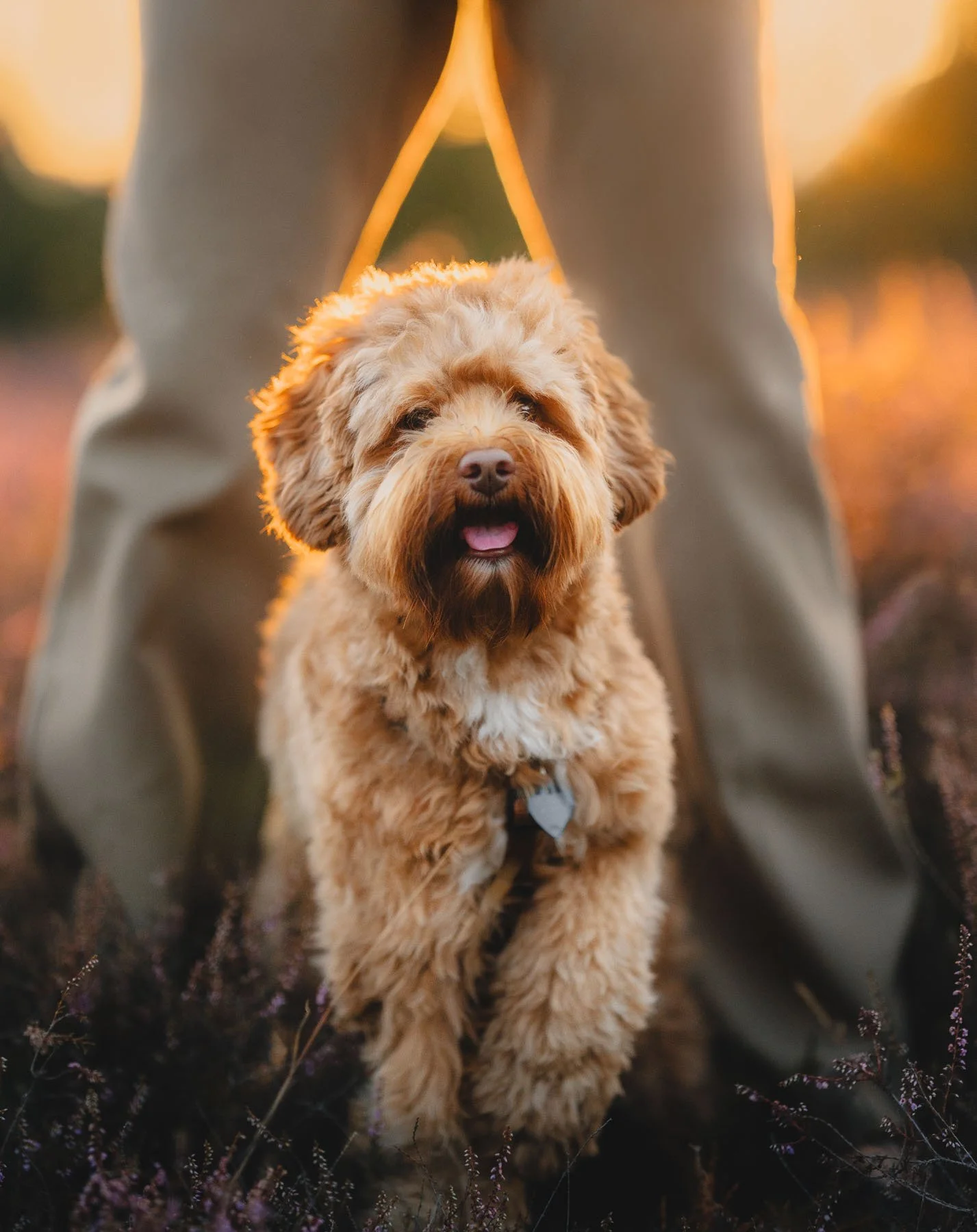 Een schattige, pluizige, lichtbruine hond met een gestructureerd vachtje wandelt door een veld met paarse bloemen tijdens een zonsondergang.
