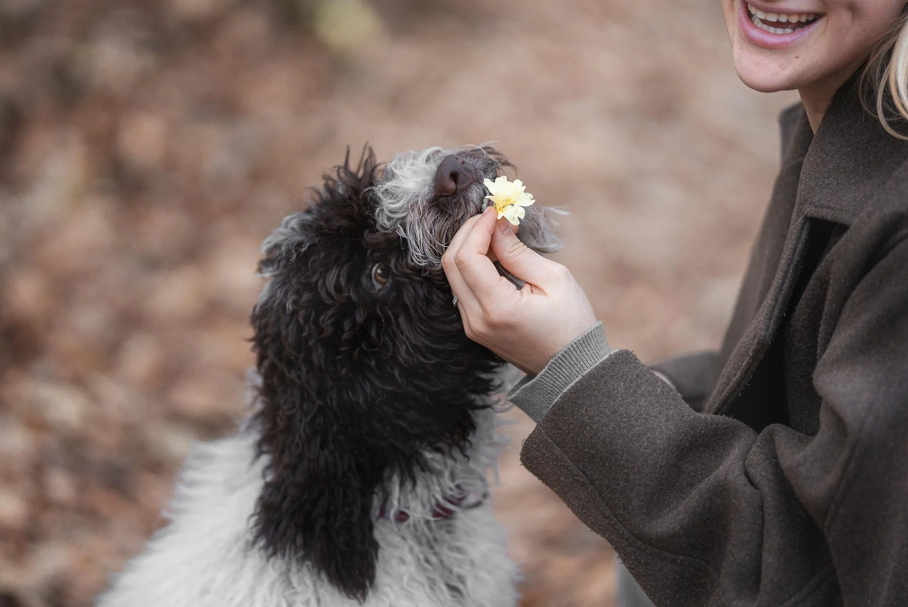 Een vrouw die een koele hond een bloem geeft op een bosgebied.