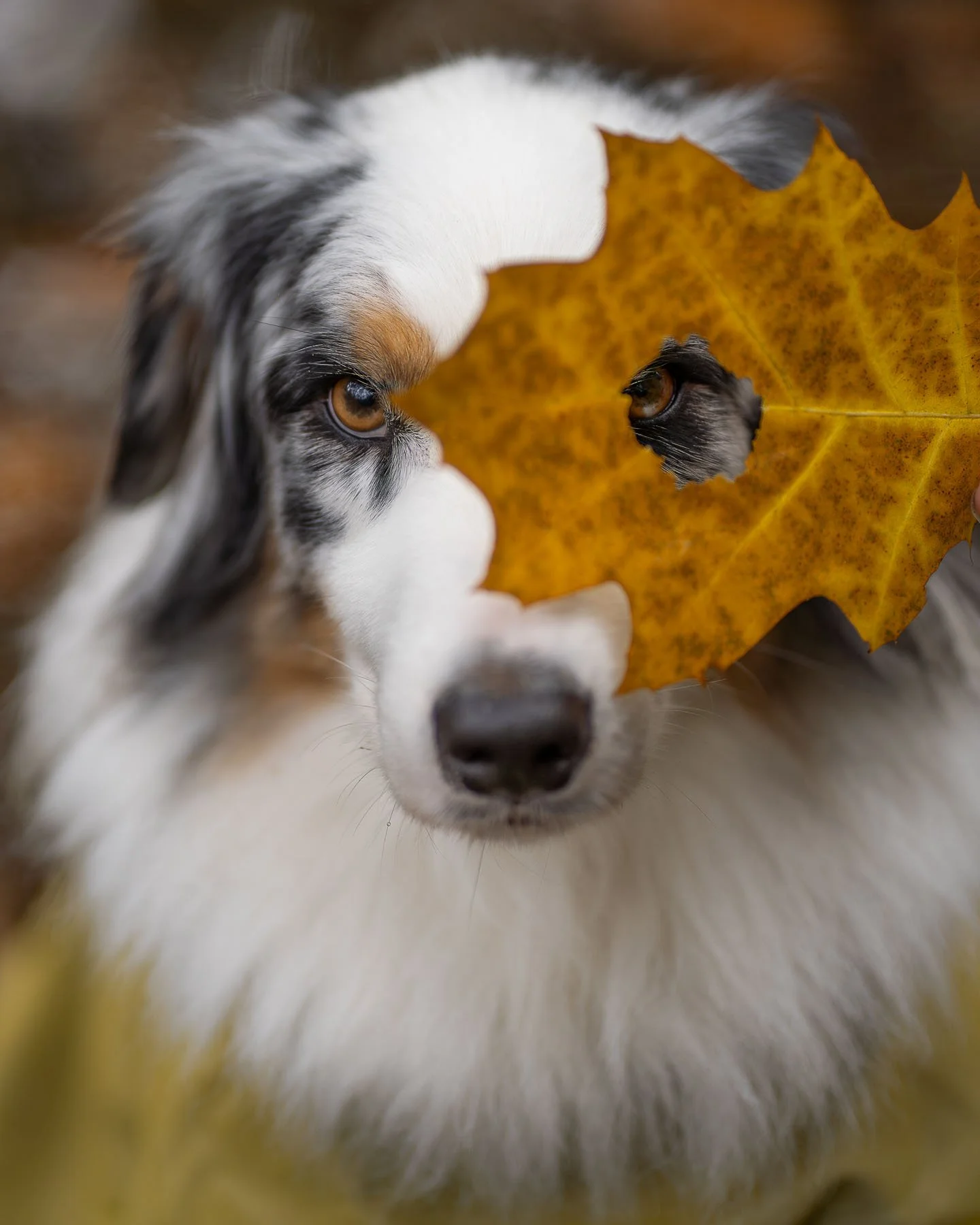 Close-up van een Border Collie met een geel herfstblad voor zijn gezicht, waarvan het patroon op het blad overeenkomt met het gezicht van de hond, in een bosachtige omgeving.