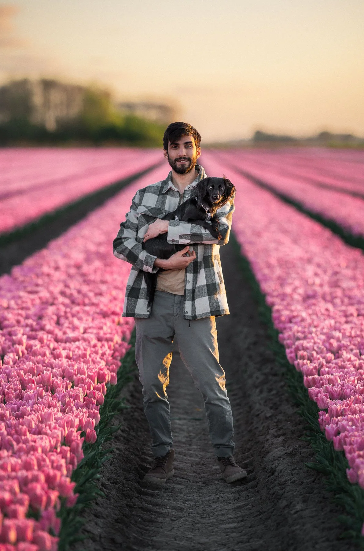 man met kleine zwarte hond in roze tulpenveld tijdens zonsondergang