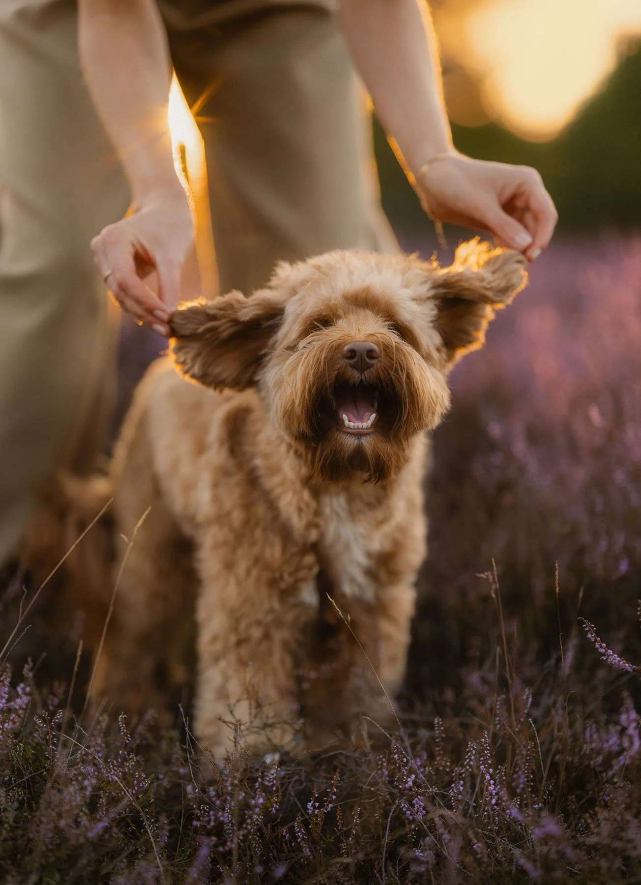 Gezicht van een lachende, pluizige honden, met iemand die zijn oren vasthoudt, in een veld met paarse bloemen tijdens zonsondergang.