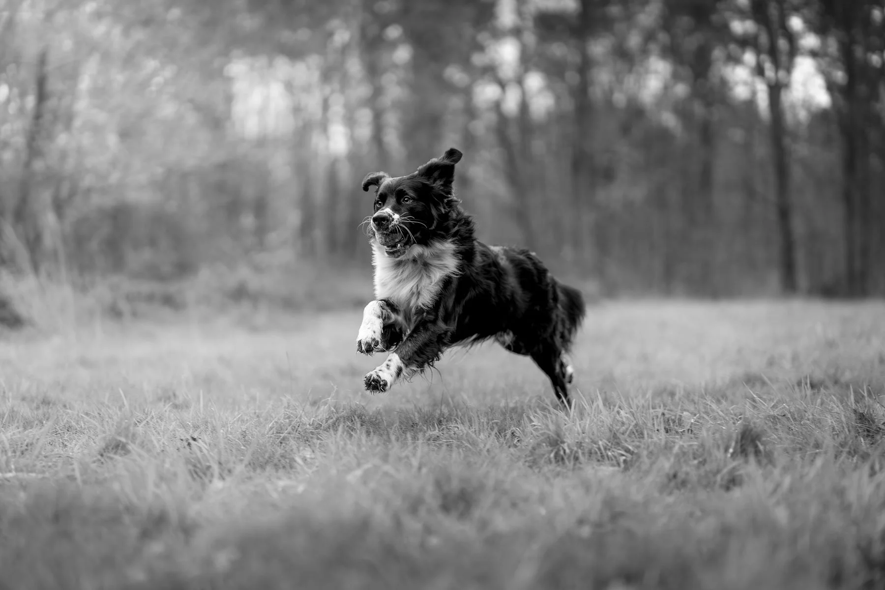 Zwart-wit actiefoto van een border collie die rent en springt in een veld, vastgelegd tijdens een dynamische hondenfotoshoot in Nederland.