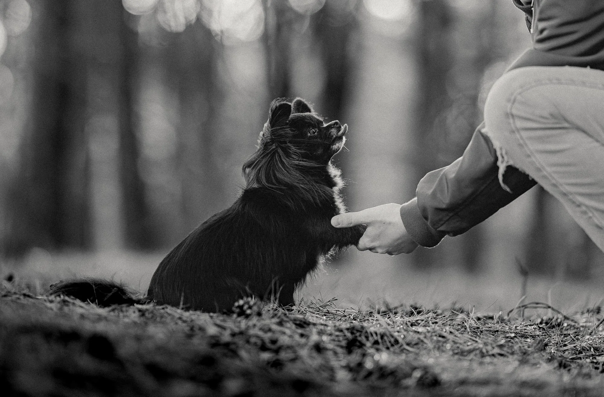band tussen hond en eigenaar