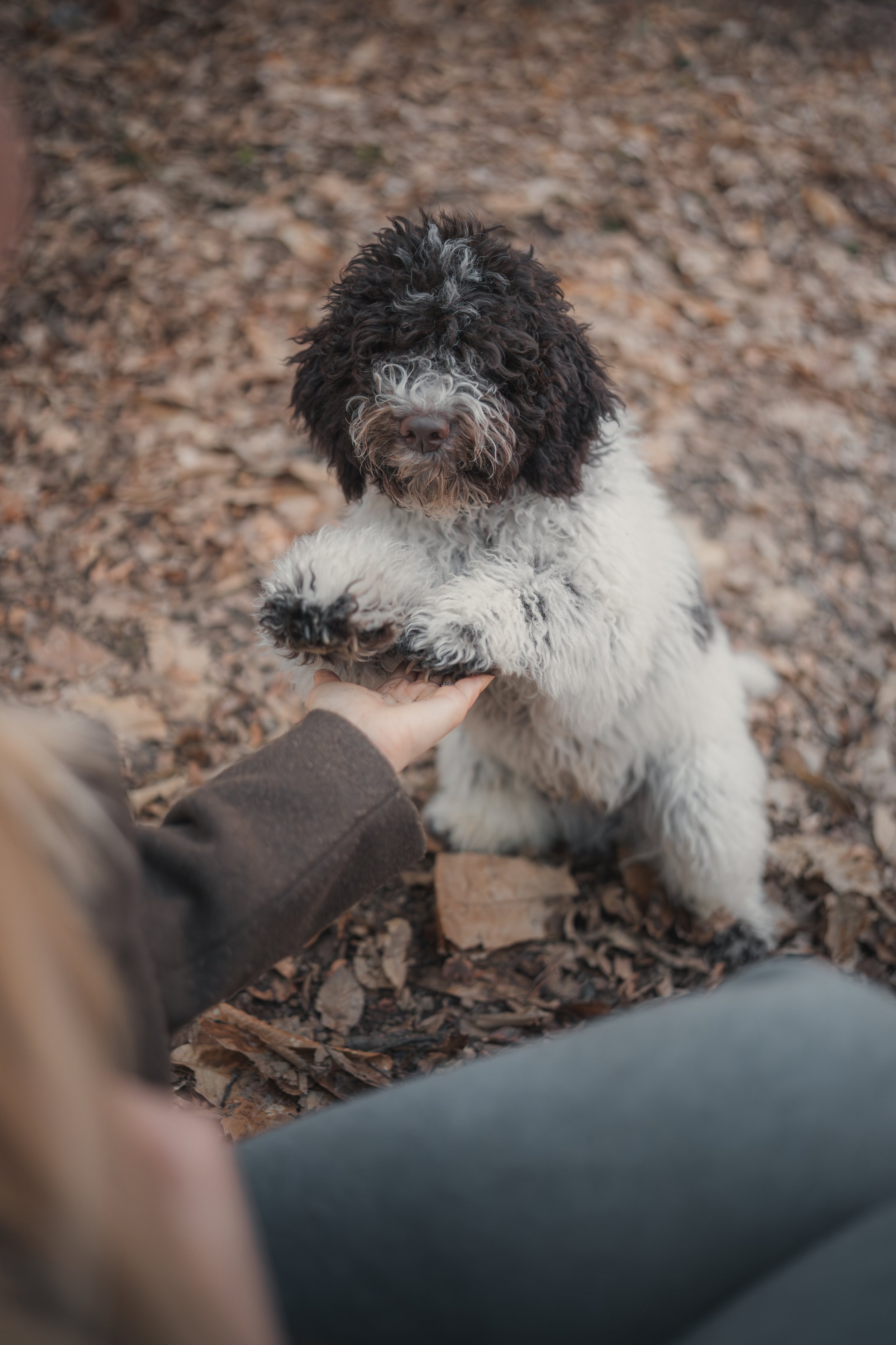 A black and white doodle of a dog on an orange background.