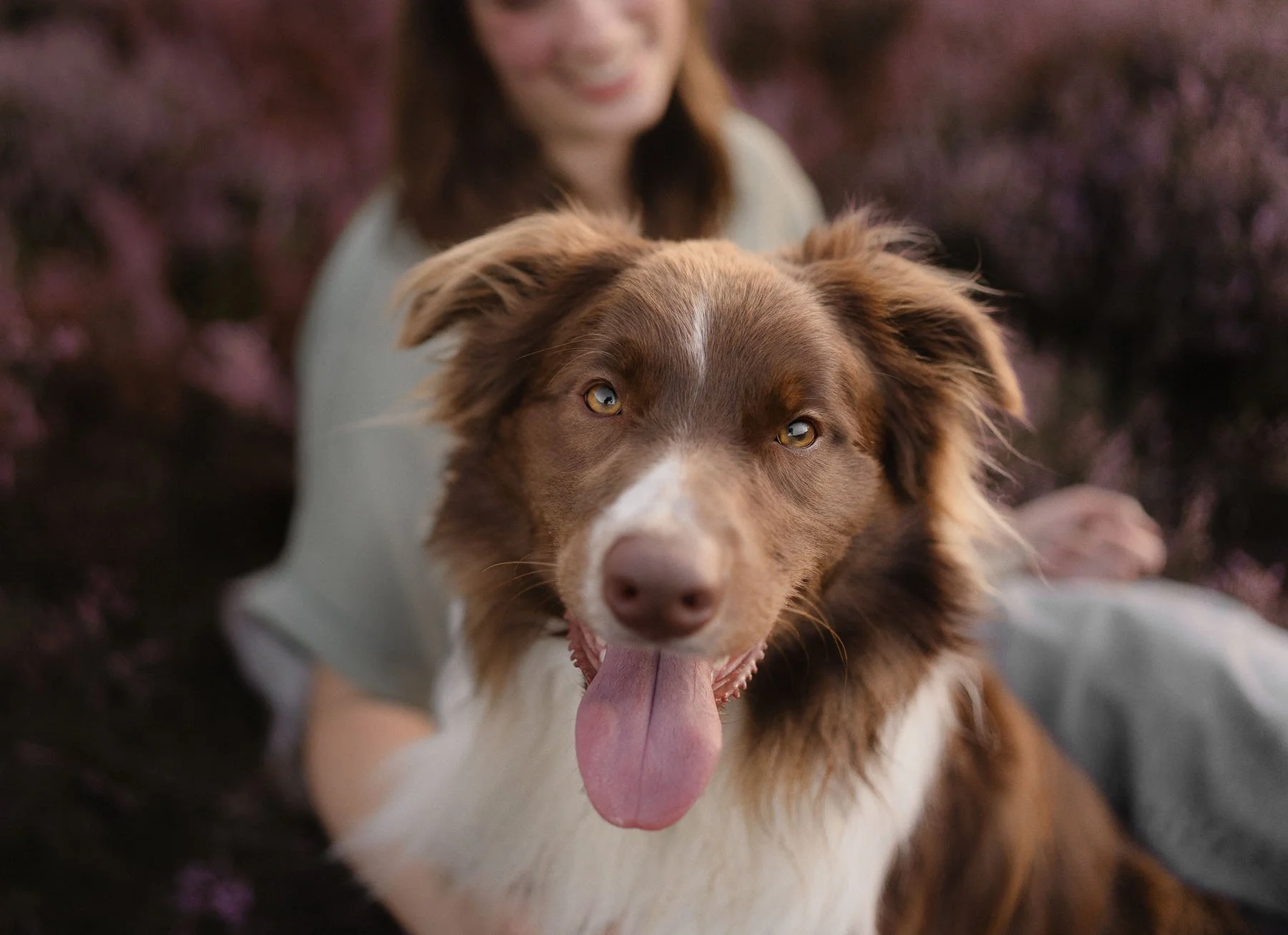 Sil, border collie