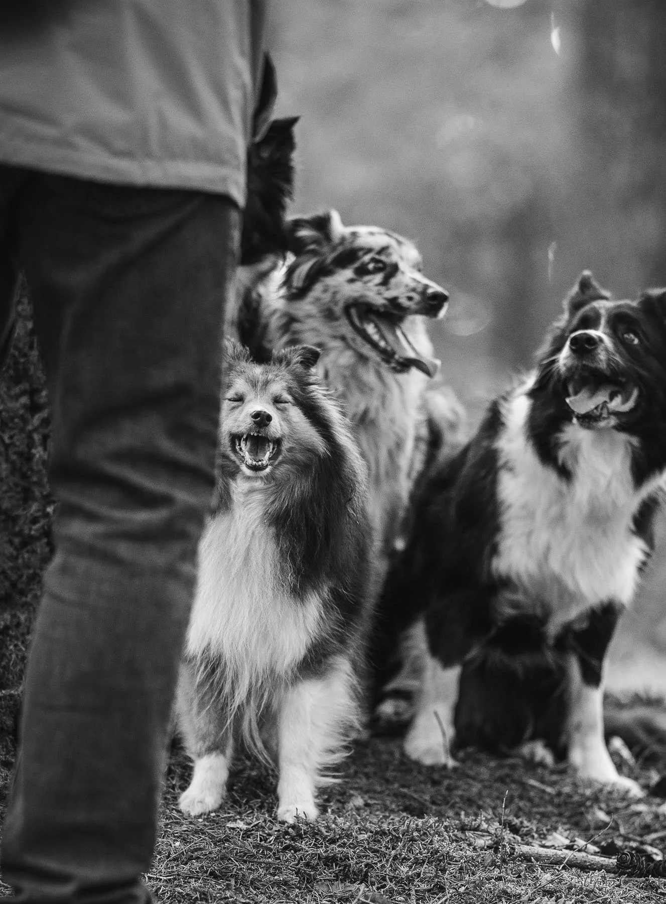 Drie honden naast hun baasje in het bos, zwart-wit fotografie