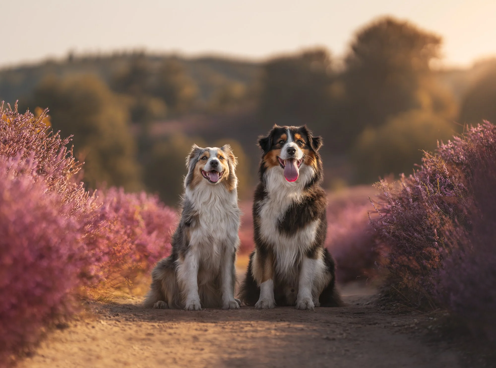 Twee Australian Shepherd-honden die op een zandpad zitten, omringd door roze bloeiende struiken in een landelijk landschap bij zonsondergang.