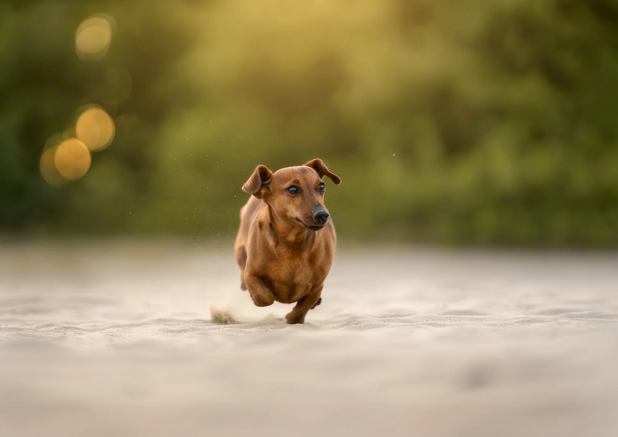 Een kleine bruine teckel die over een zanderige ondergrond rent, met een wazige groen-gele natuurlijke achtergrond.