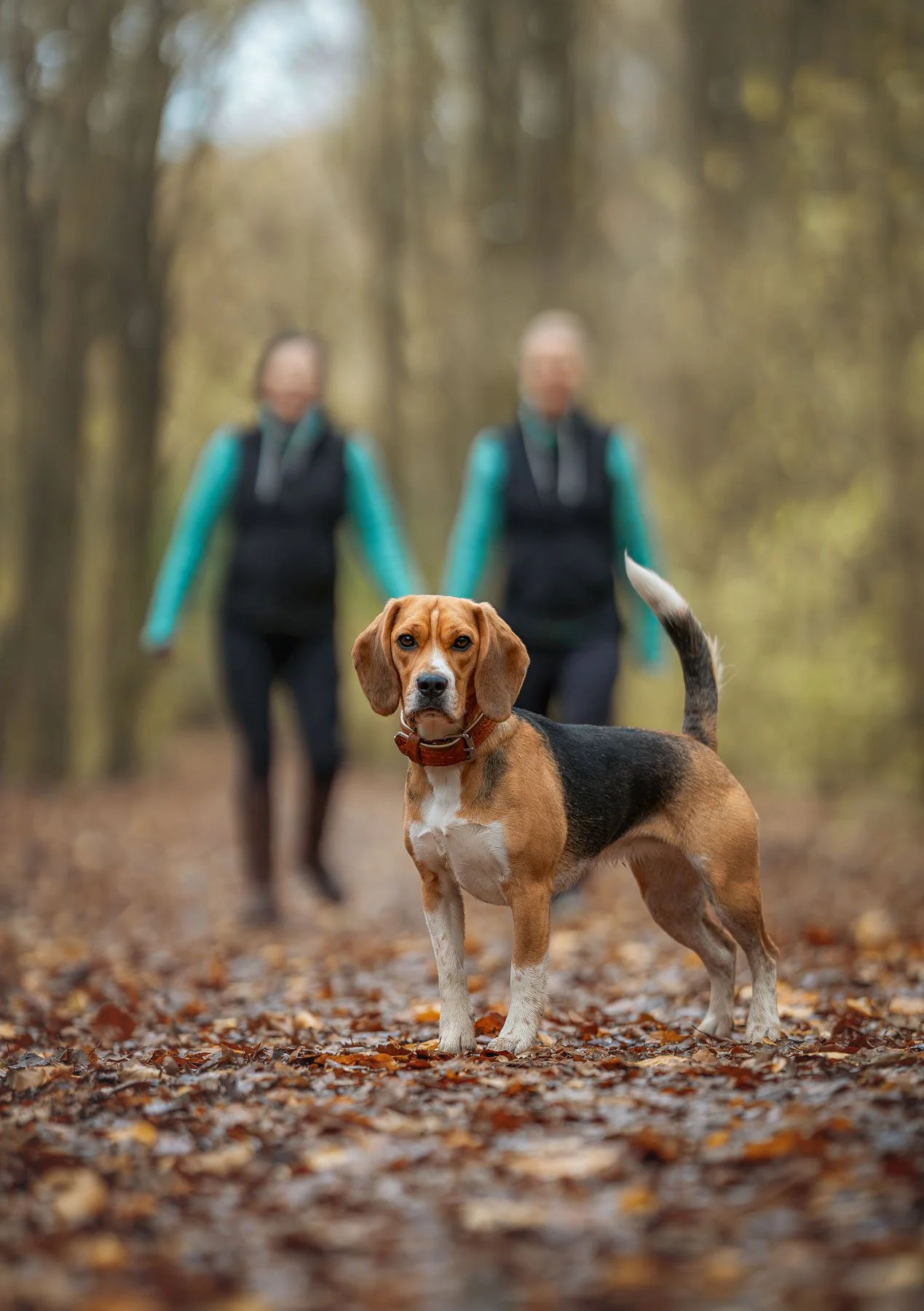 Een beagle die op een met bladeren bedekt pad in een bos staat, met daarachter twee wazige vrouwen die teal- en zwartgekleurde outdoorkleding dragen.