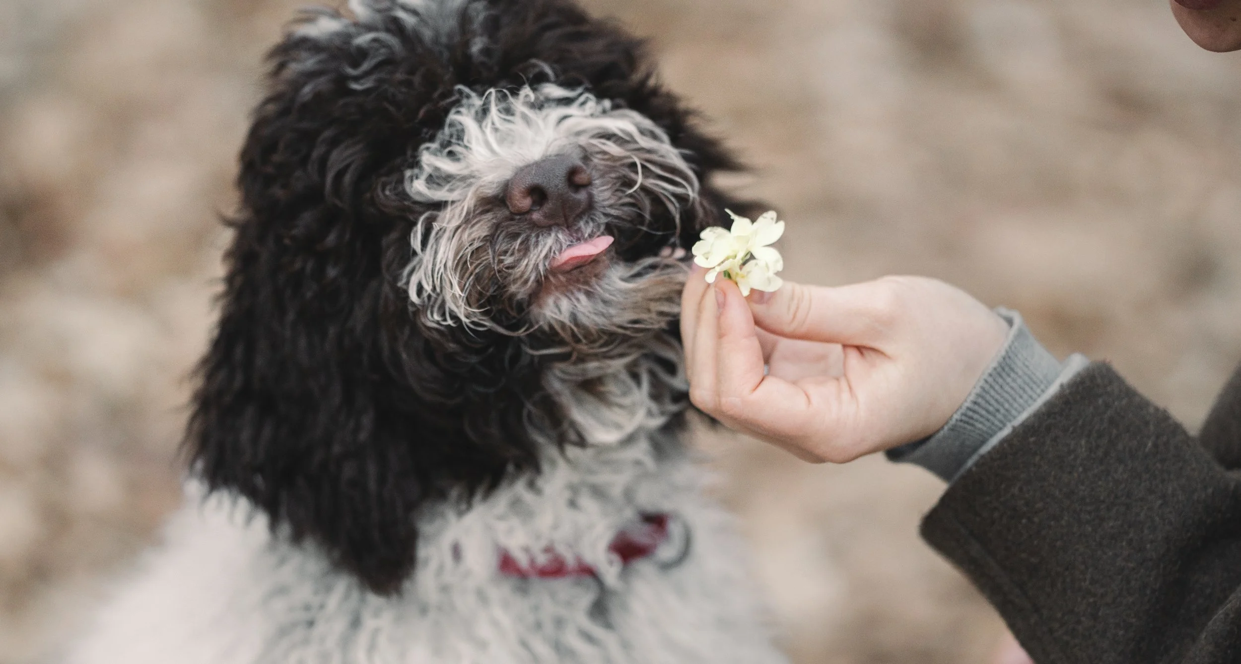 hondenfotoshoot detail van hond die bloem aanneemt van hand