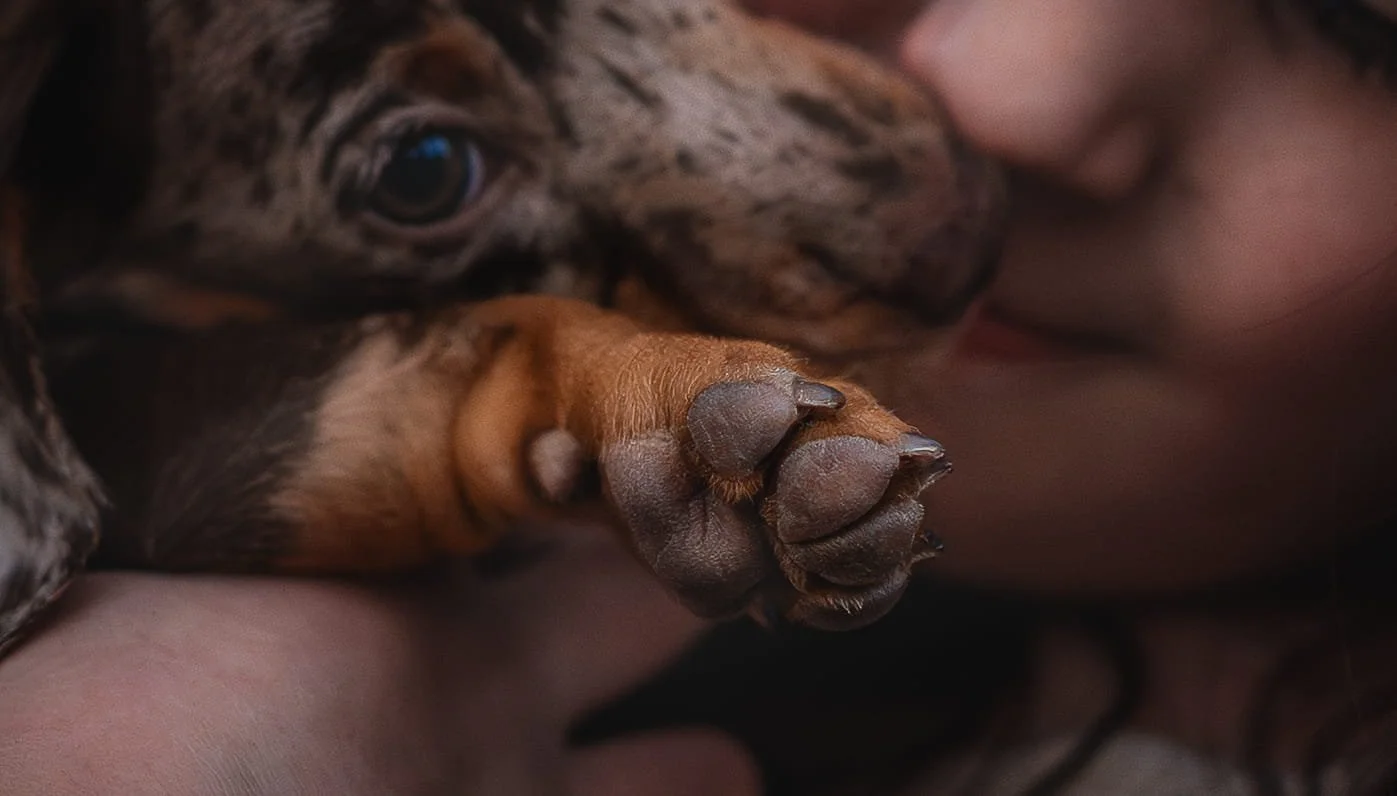 Close-up van een puppy met een gespikkeld vacht die lekker snuffelt of likt aan een zacht persoon.