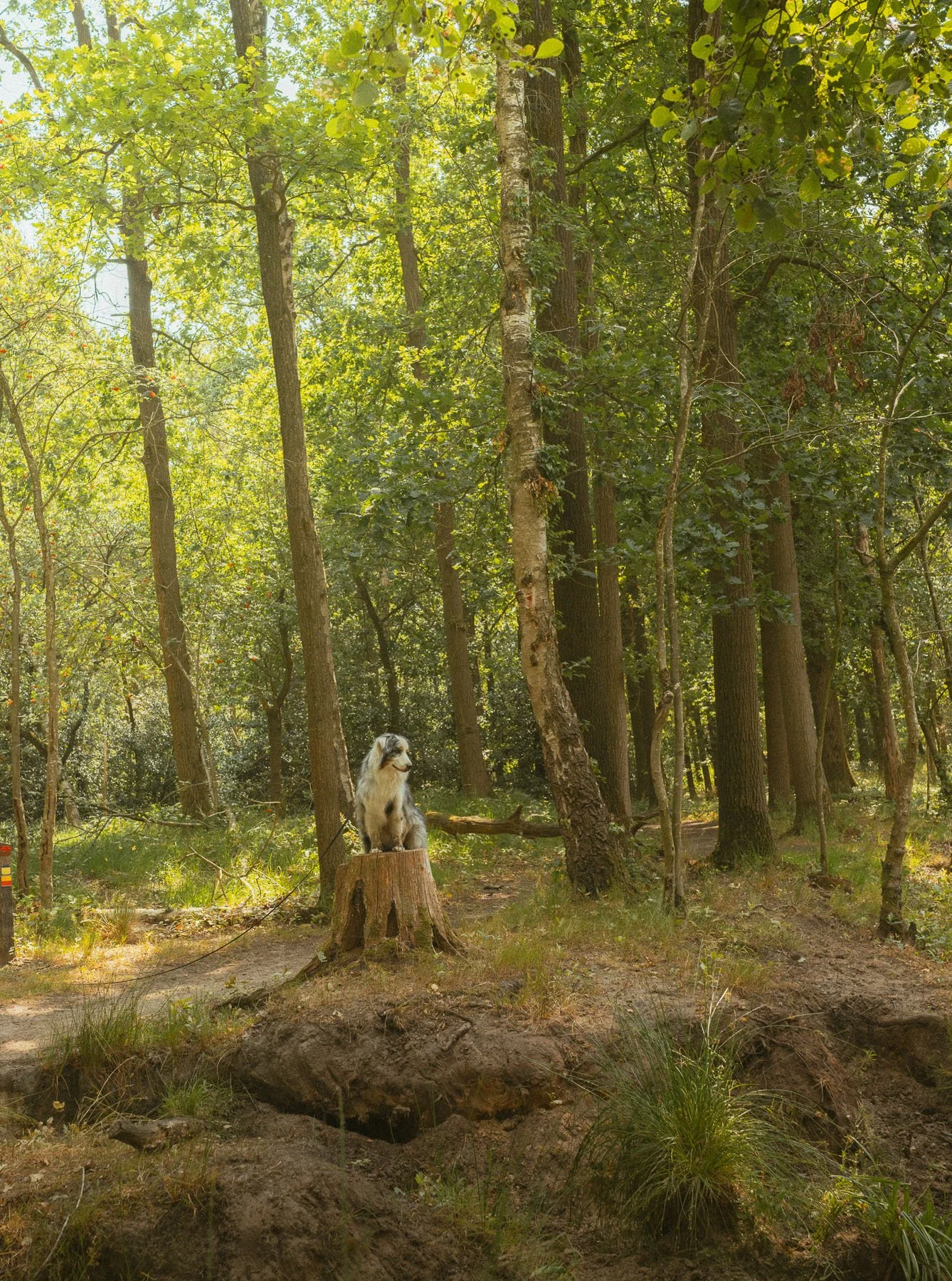 Australische herder tijdens een wandeling op de Kampina
