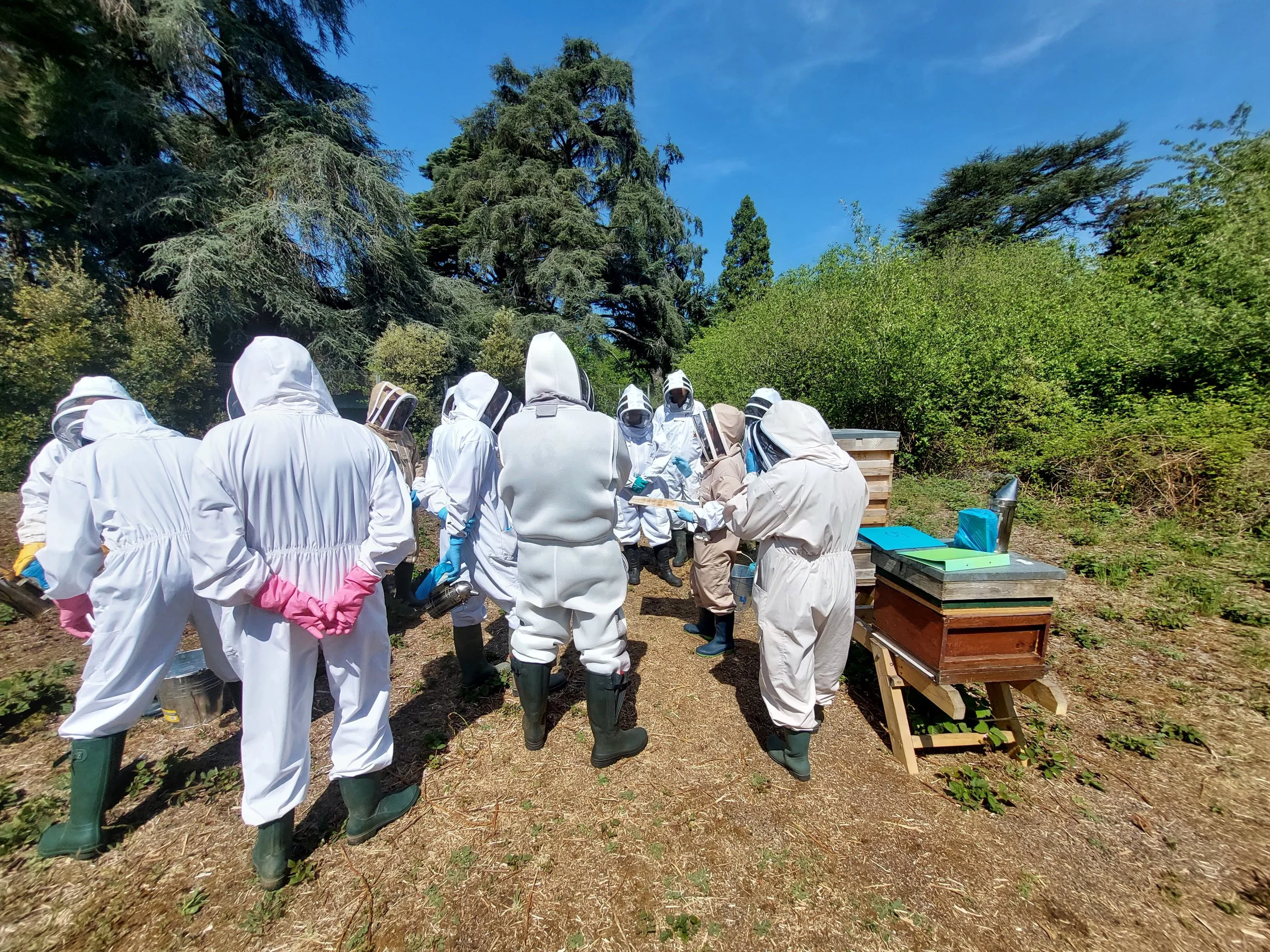Group of beekeepers in protective suits and gloves working outdoors in a forested area with trees and shrubs, near beehives.