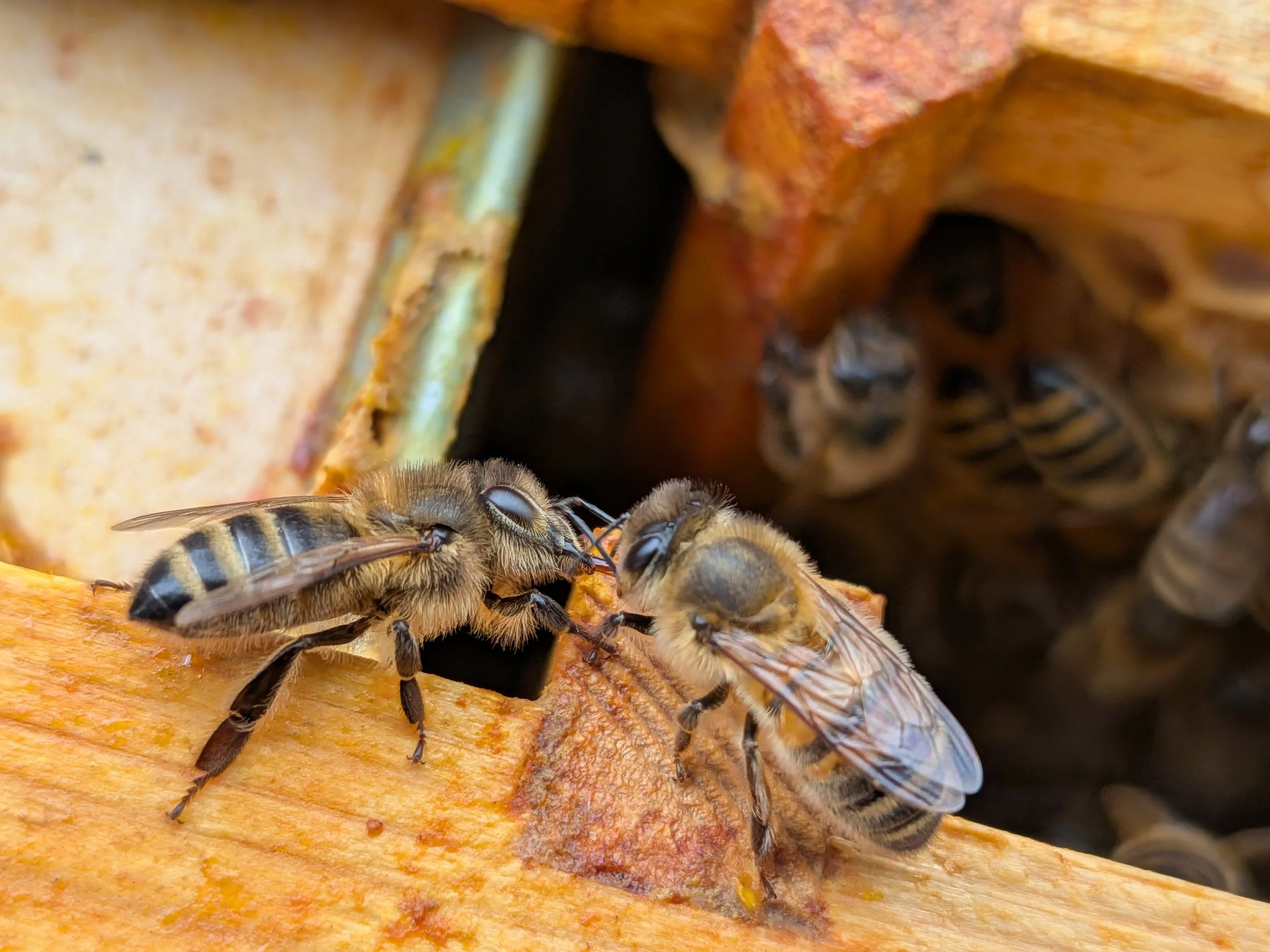 The Suffolk Beekeepers' Association Conference Day