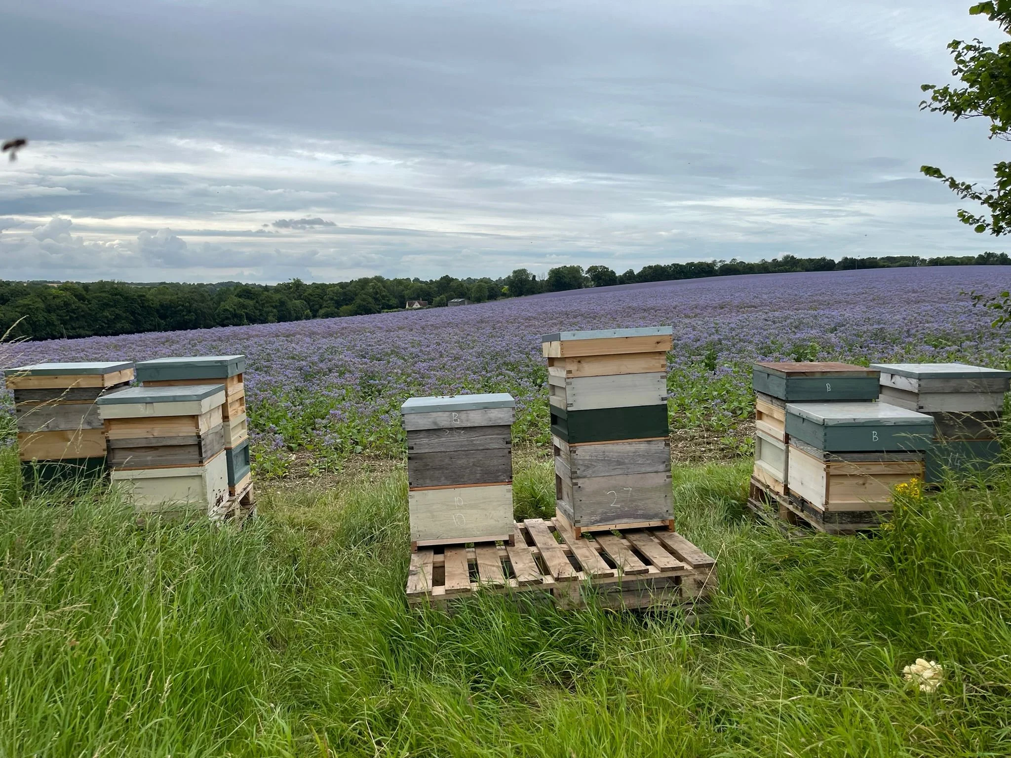 Annual 'Bee Safari'