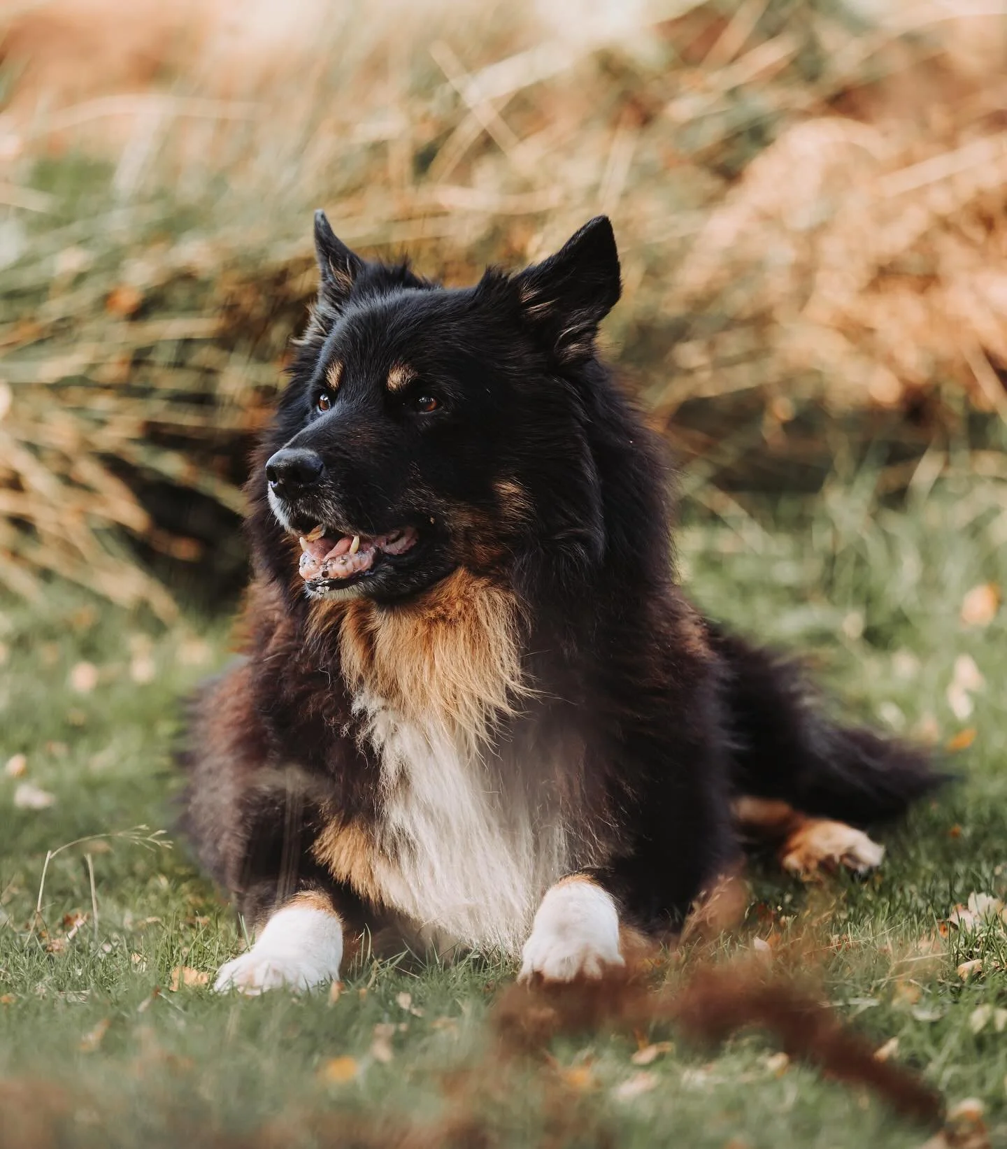 And this handsome chap deserves his own little post,  Ralph looking rather stunning ..