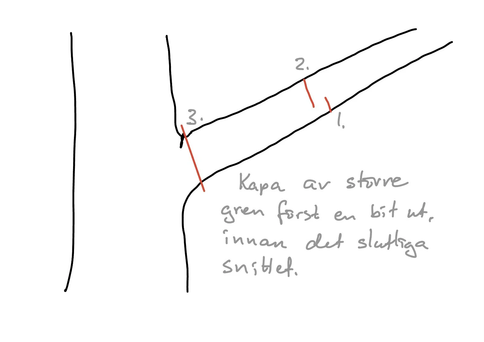Frukttradsbeskarning-3-ekhagas-tradservice.jpeg