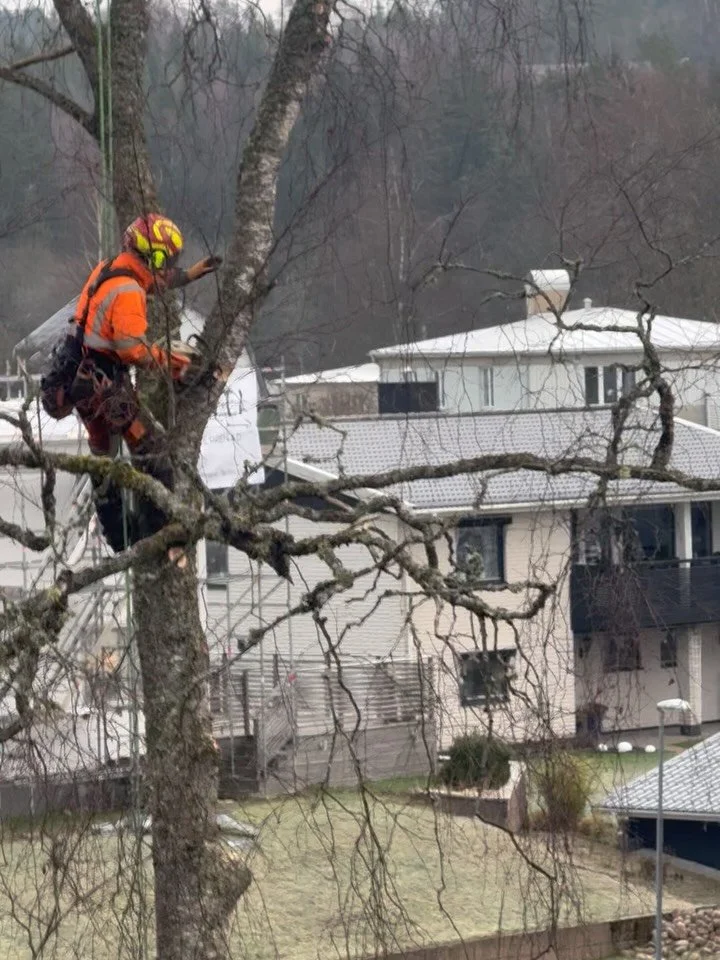 Fin dag i tr&auml;den. Tack f&ouml;r bilderna Rasmus!